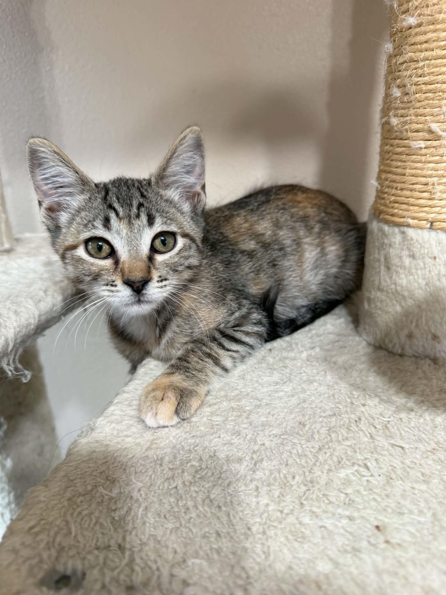 Enlarge Tater, a Adoptable mixed breed in Tehachapi, CA image 3/5