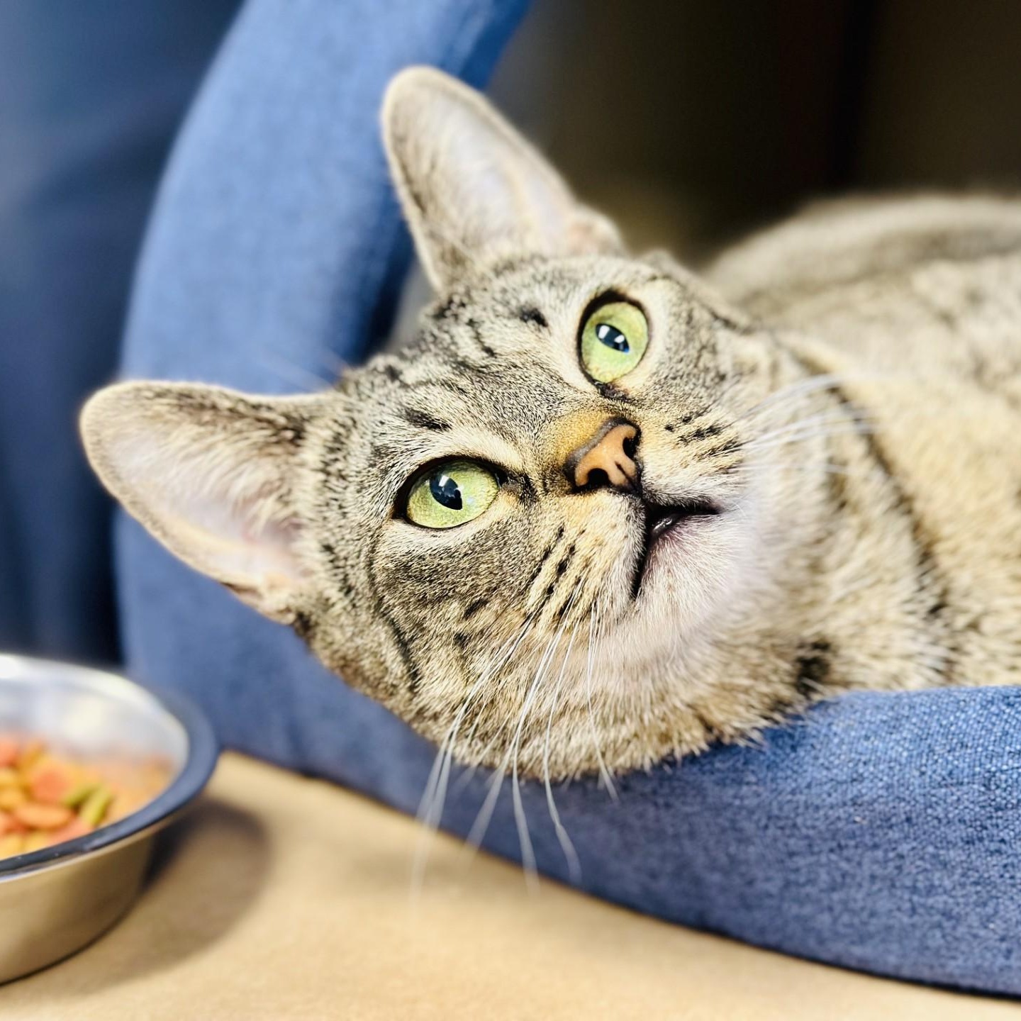 Enlarge Sunny , an adopted Domestic Short Hair in Manahawkin, NJ image 1/2