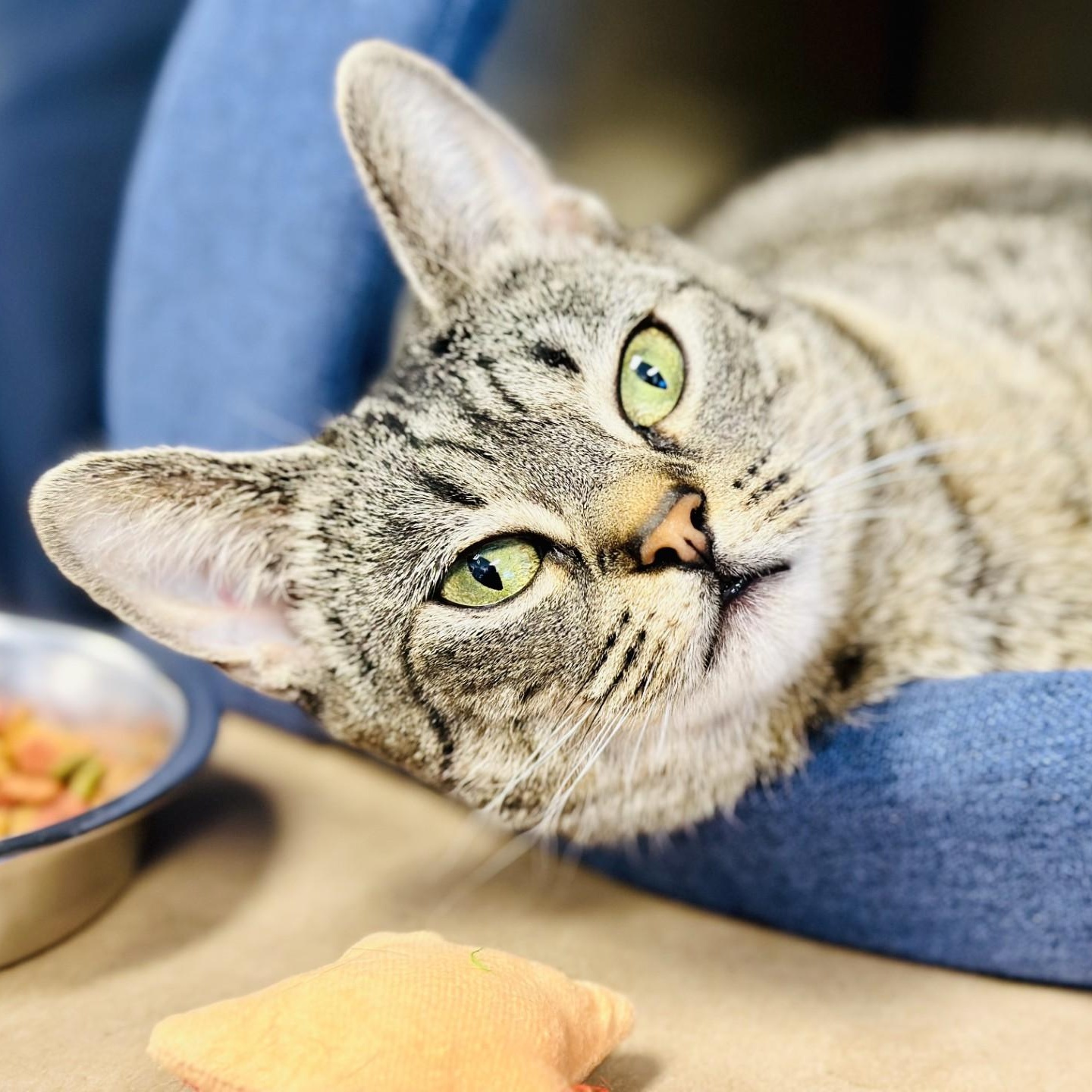 Enlarge Sunny , an adopted Domestic Short Hair in Manahawkin, NJ image 2/2