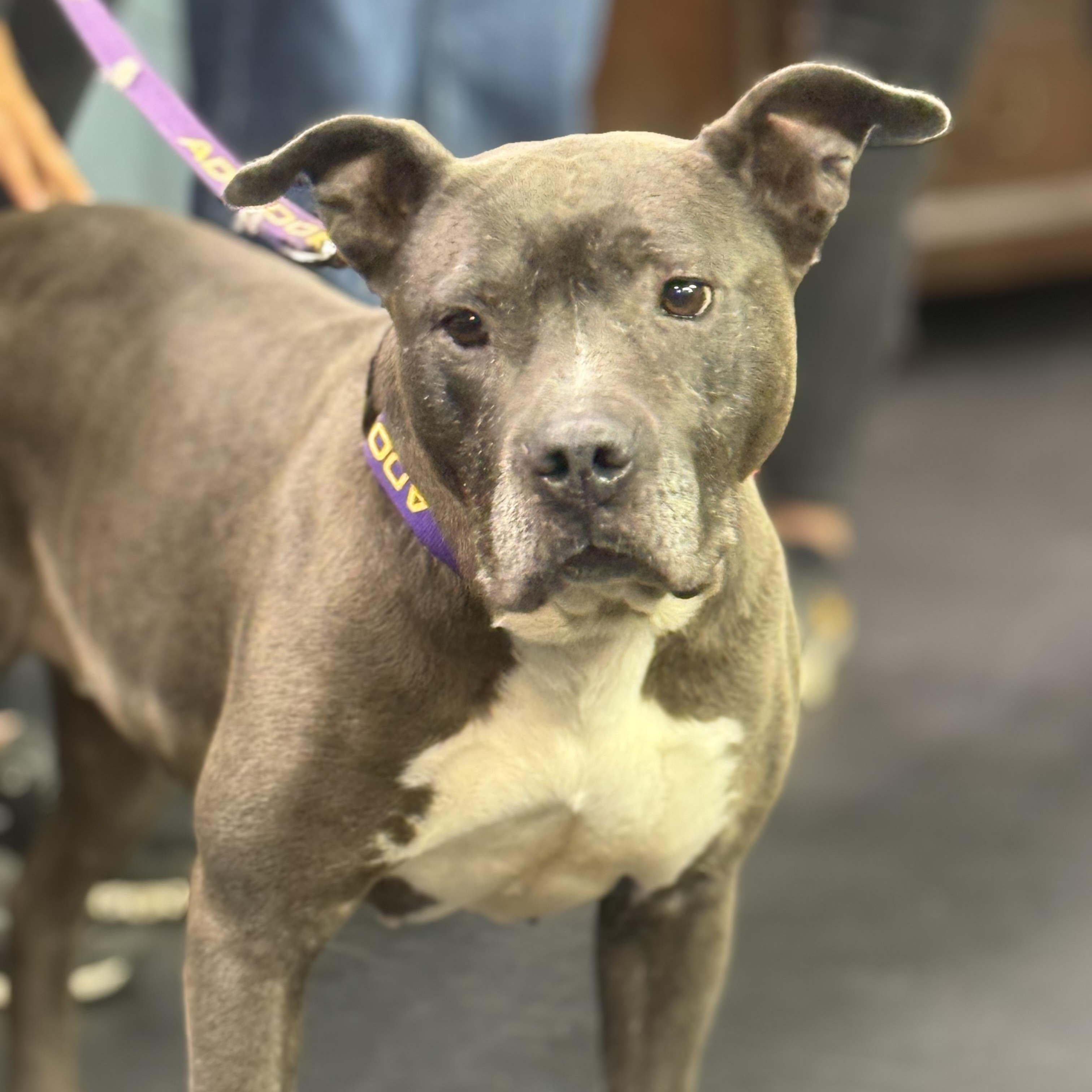 Meet Blair Blair is a sweet soulful 6-year-old whos ready to leave her stray days behind and star