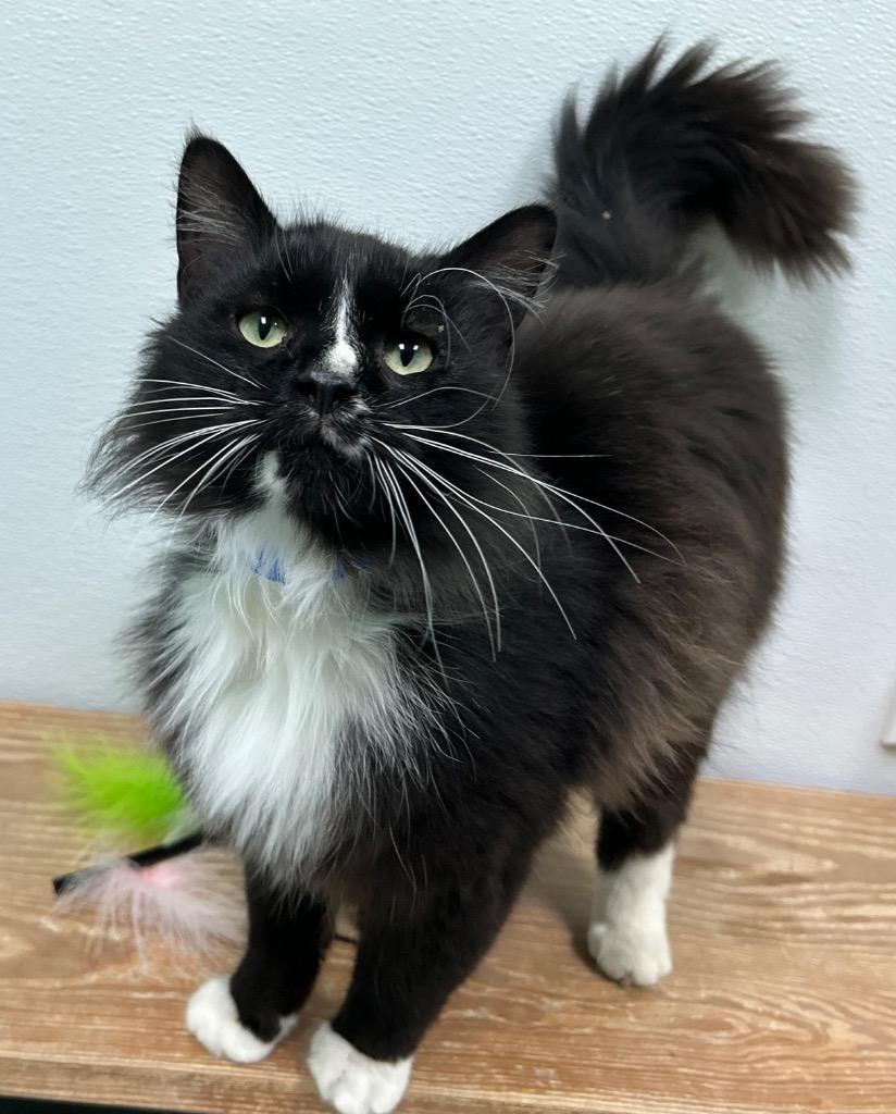 Tux, Adoptable, Young Male Domestic Medium Hair.