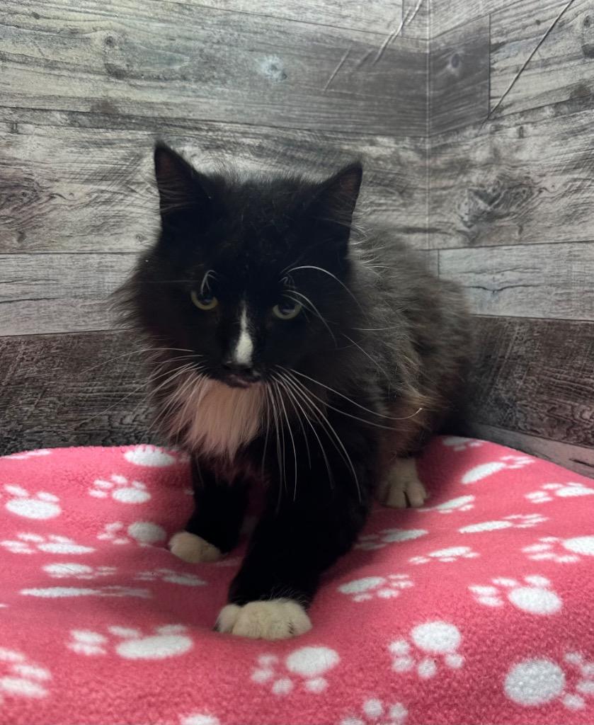 Enlarge Tux, a Adoptable mixed breed in Washington Court House, OH image 2/2