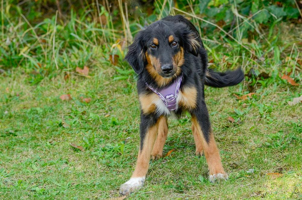 Enlarge Ray, a Adoptable Australian Shepherd in Brick, NJ image 1/3