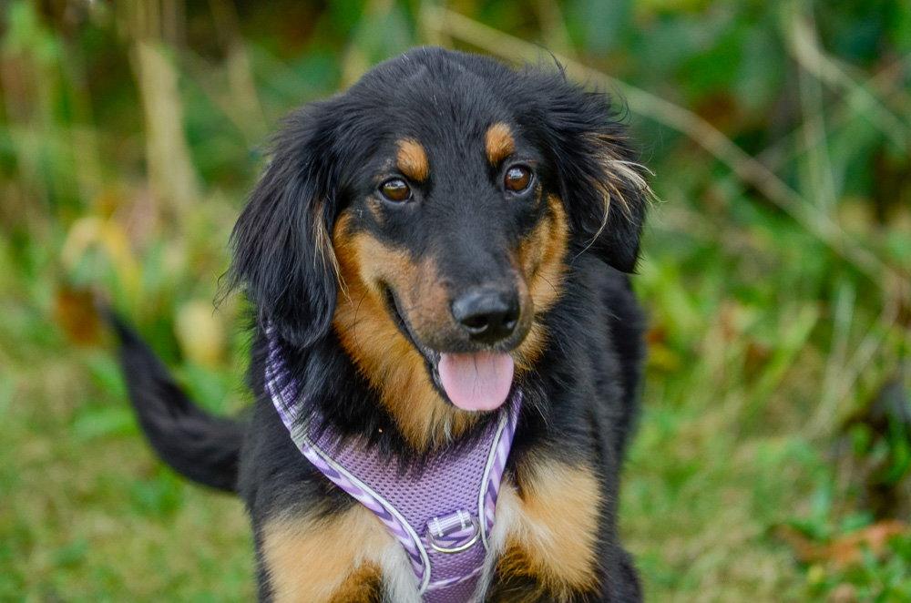 Enlarge Ray, a Adoptable Australian Shepherd in Brick, NJ image 2/3