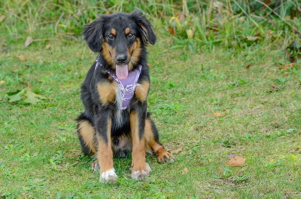 Enlarge Ray, a Adoptable Australian Shepherd in Brick, NJ image 3/3