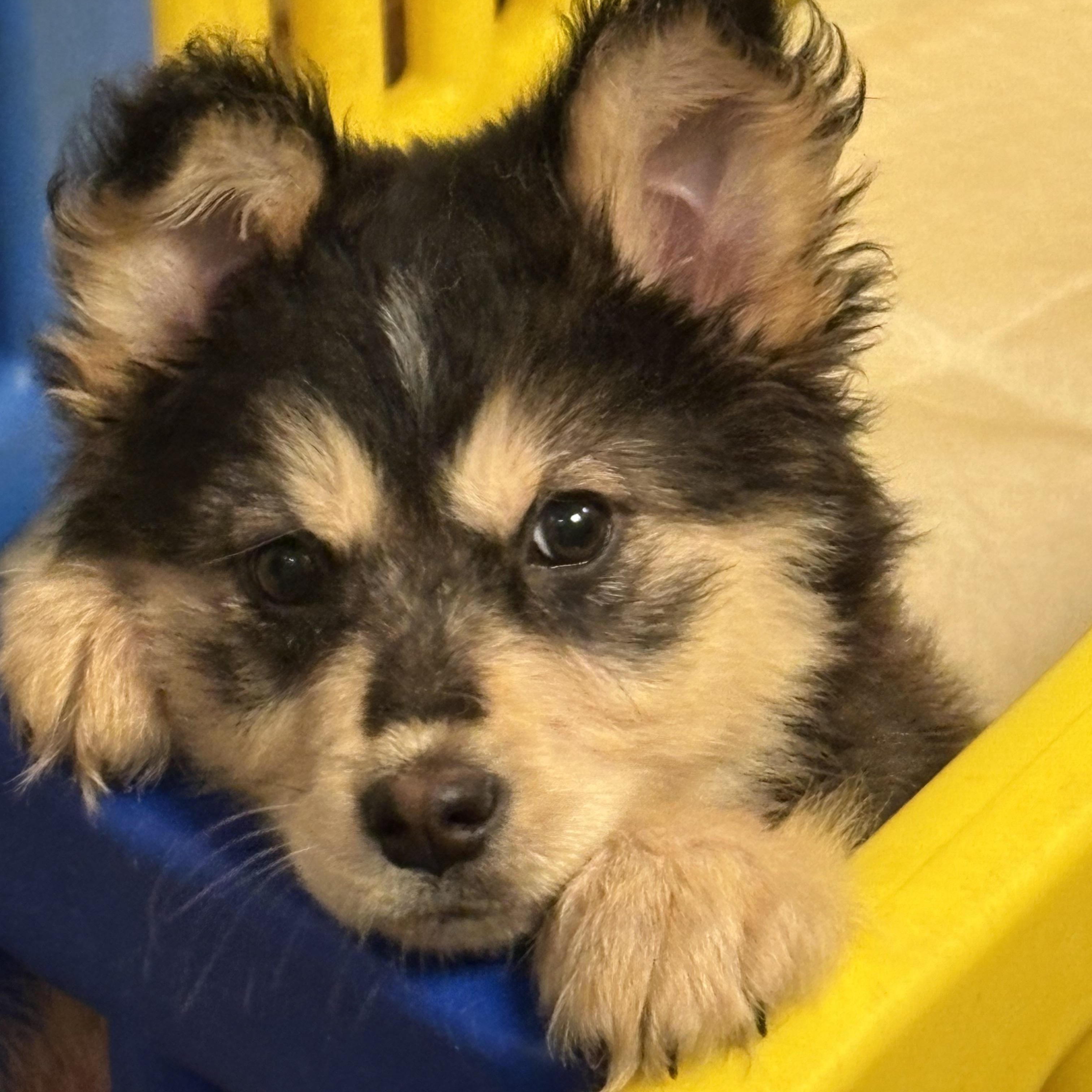 Pubs , Adoptable, Puppy Female Shepherd.