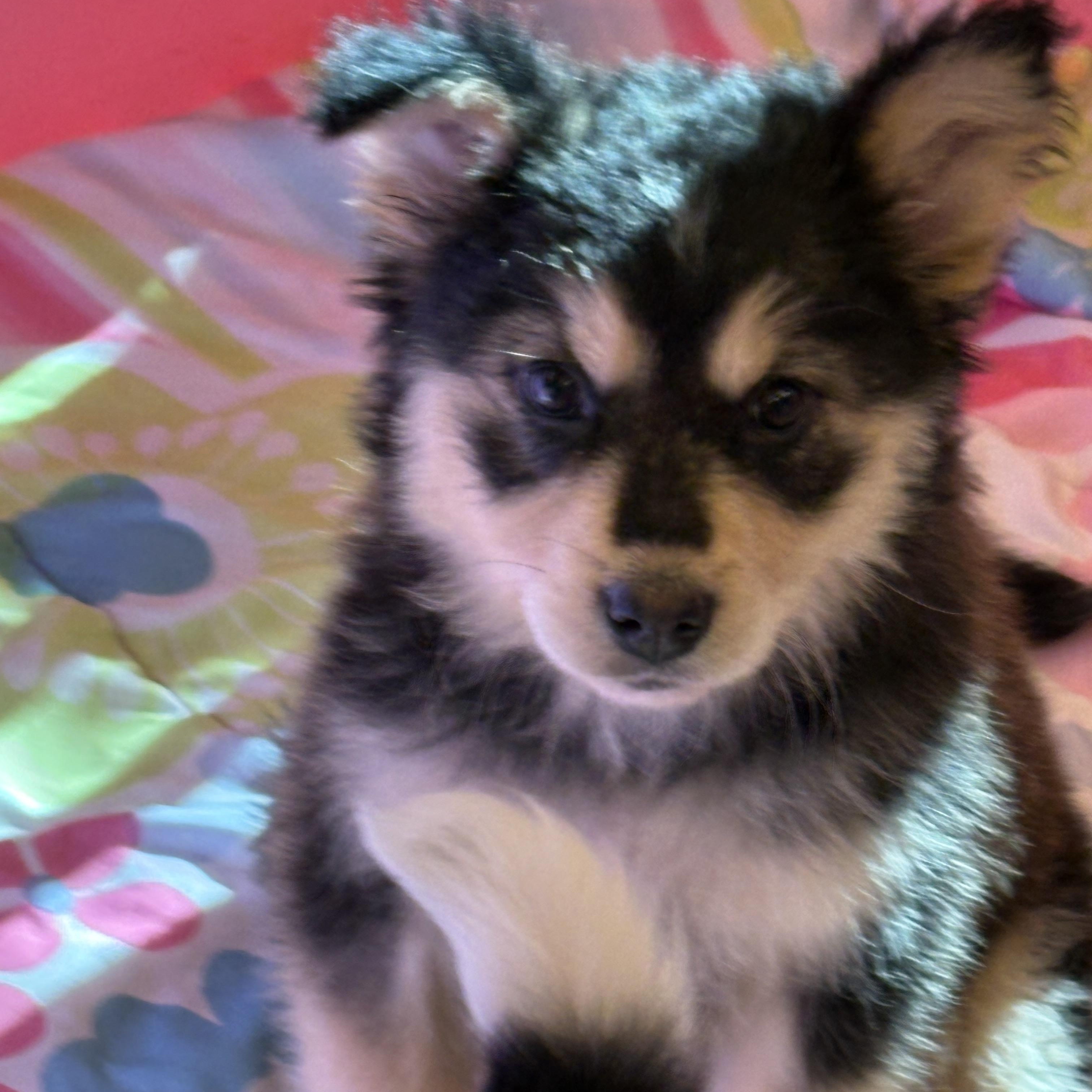 Enlarge Pubs , a Adoptable Shepherd in Cheyenne, WY image 2/3