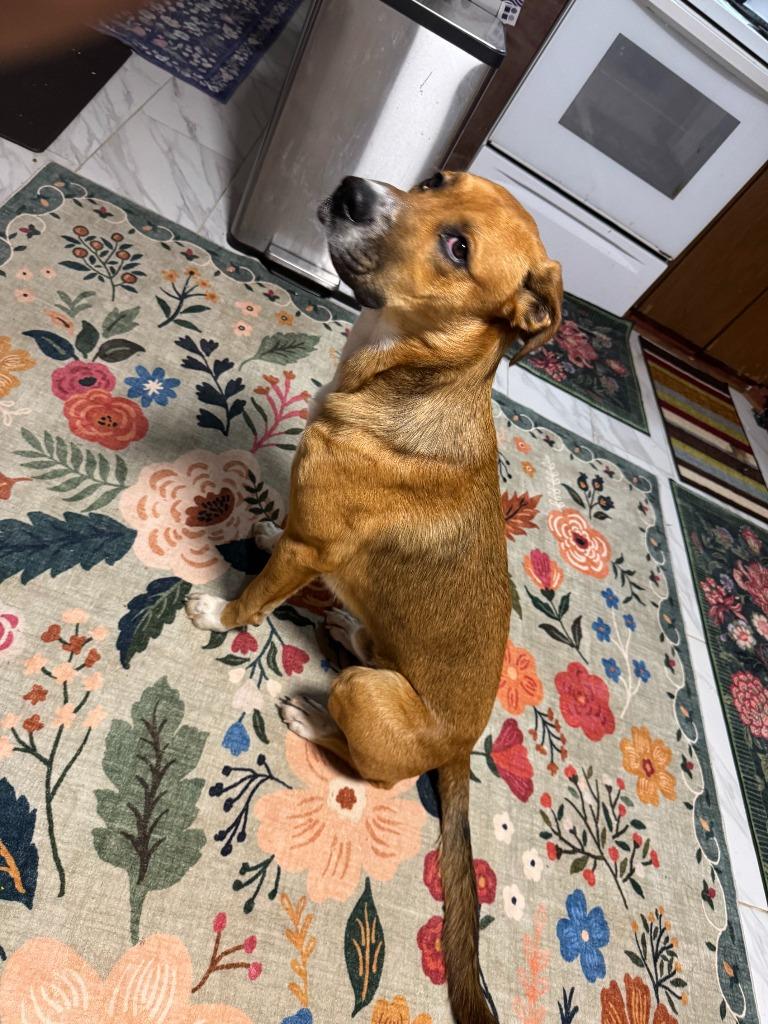 Pebbles, Adoptable, Young Male Boxer & Labrador Retriever.