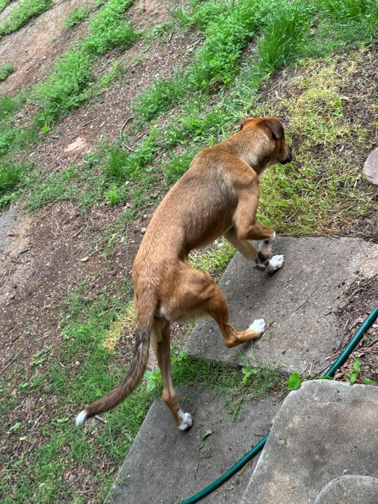 Enlarge Pebbles, a Adoptable mixed breed in Mustang, OK image 2/2