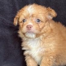 Tummi Gummi, Baby Male unknown