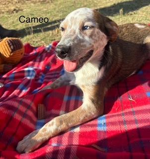 Cameo, adopted, Puppy Female Australian Cattle Dog / Blue Heeler.