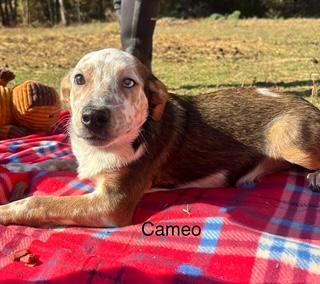 Enlarge Cameo, an adopted mixed breed in Little Rock, AR image 3/5