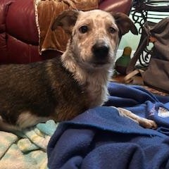 Enlarge Cameo, an adopted mixed breed in Little Rock, AR image 1/5