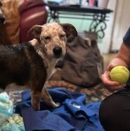 Enlarge Cameo, an adopted mixed breed in Little Rock, AR image 4/5