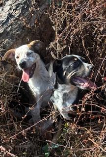 Enlarge Cameo, an adopted mixed breed in Little Rock, AR image 5/5