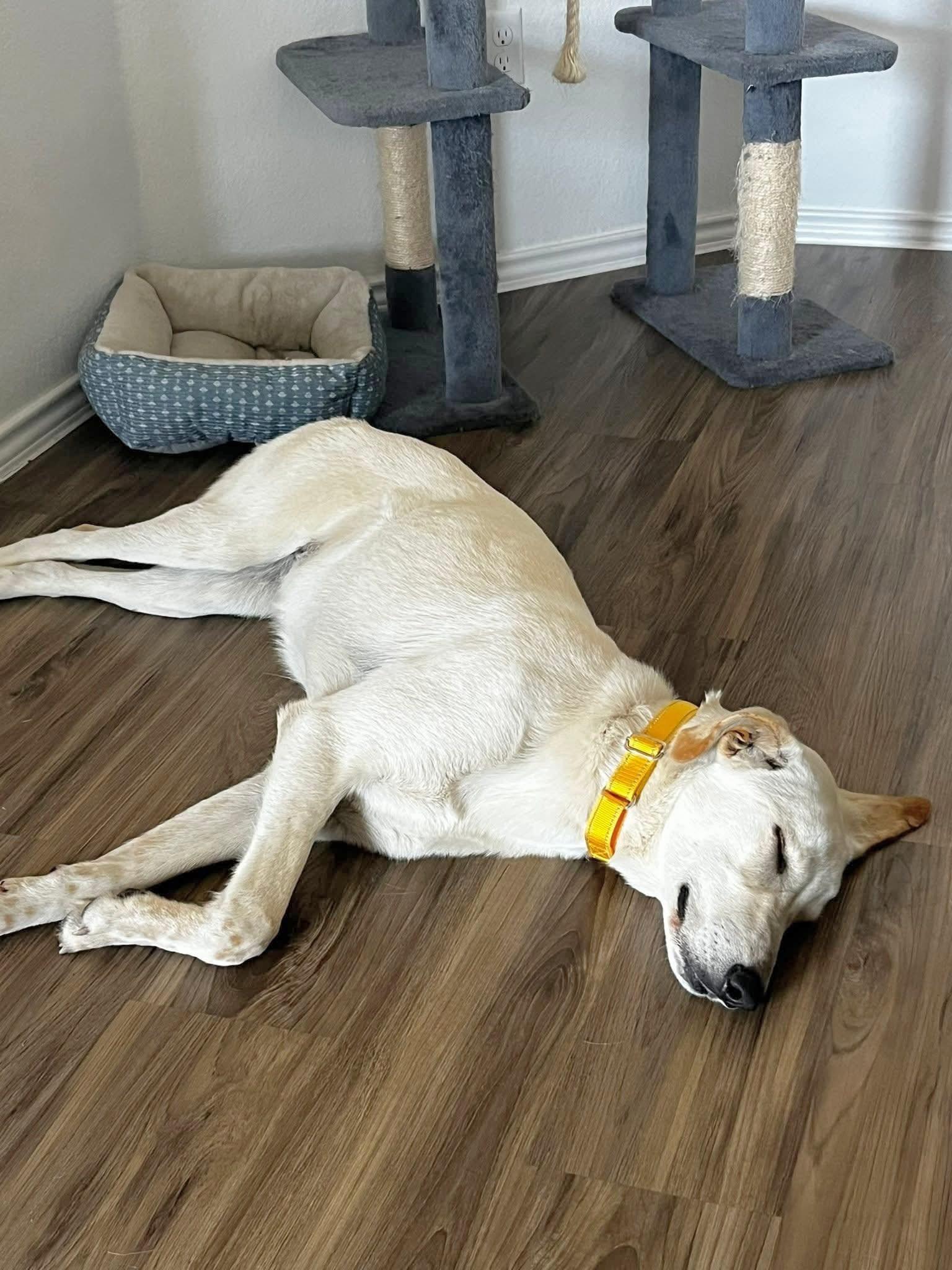 Enlarge Peanut , a Adoptable mixed breed in Indianapolis , IN image 3/6