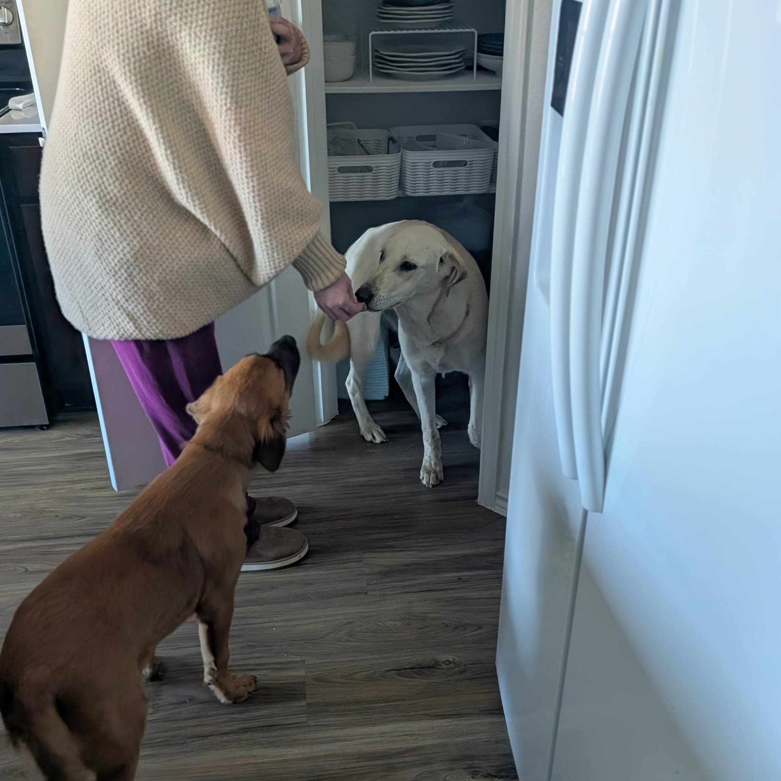 Enlarge Peanut , a Adoptable mixed breed in Indianapolis , IN image 5/6