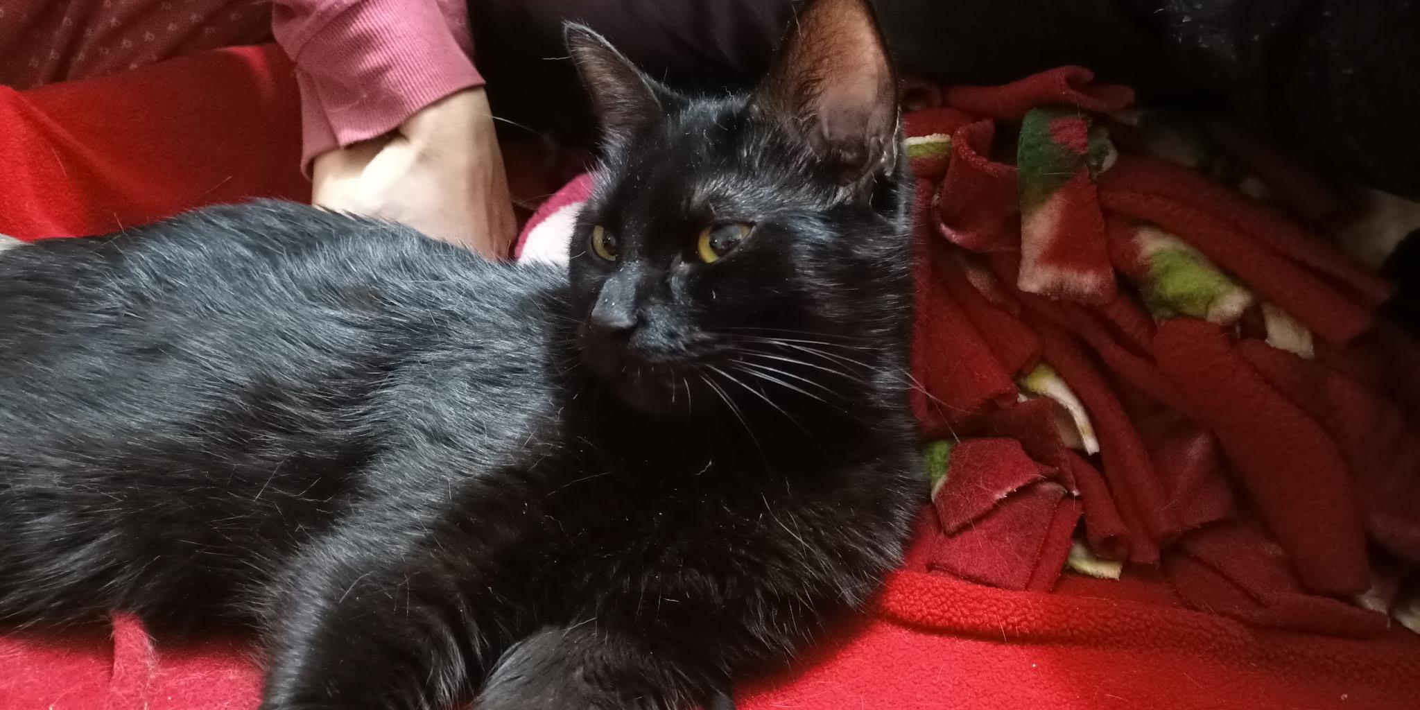 Tessa, adopted, Adult Female Domestic Short Hair.