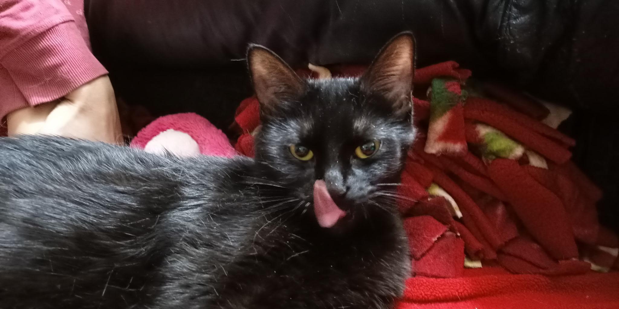 Tessa, an adopted Domestic Short Hair in Hamilton, ON image 2/3