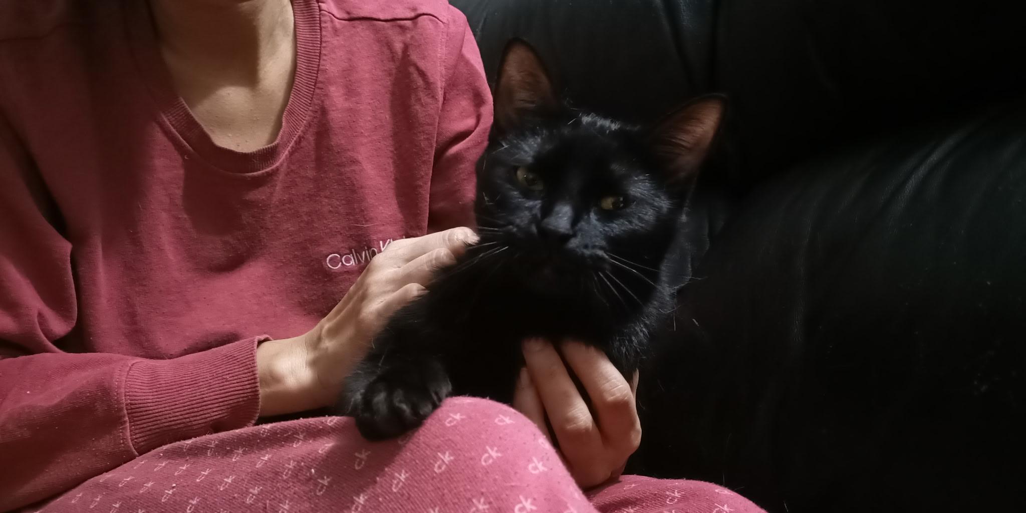 Tessa, an adopted Domestic Short Hair in Hamilton, ON image 3/3