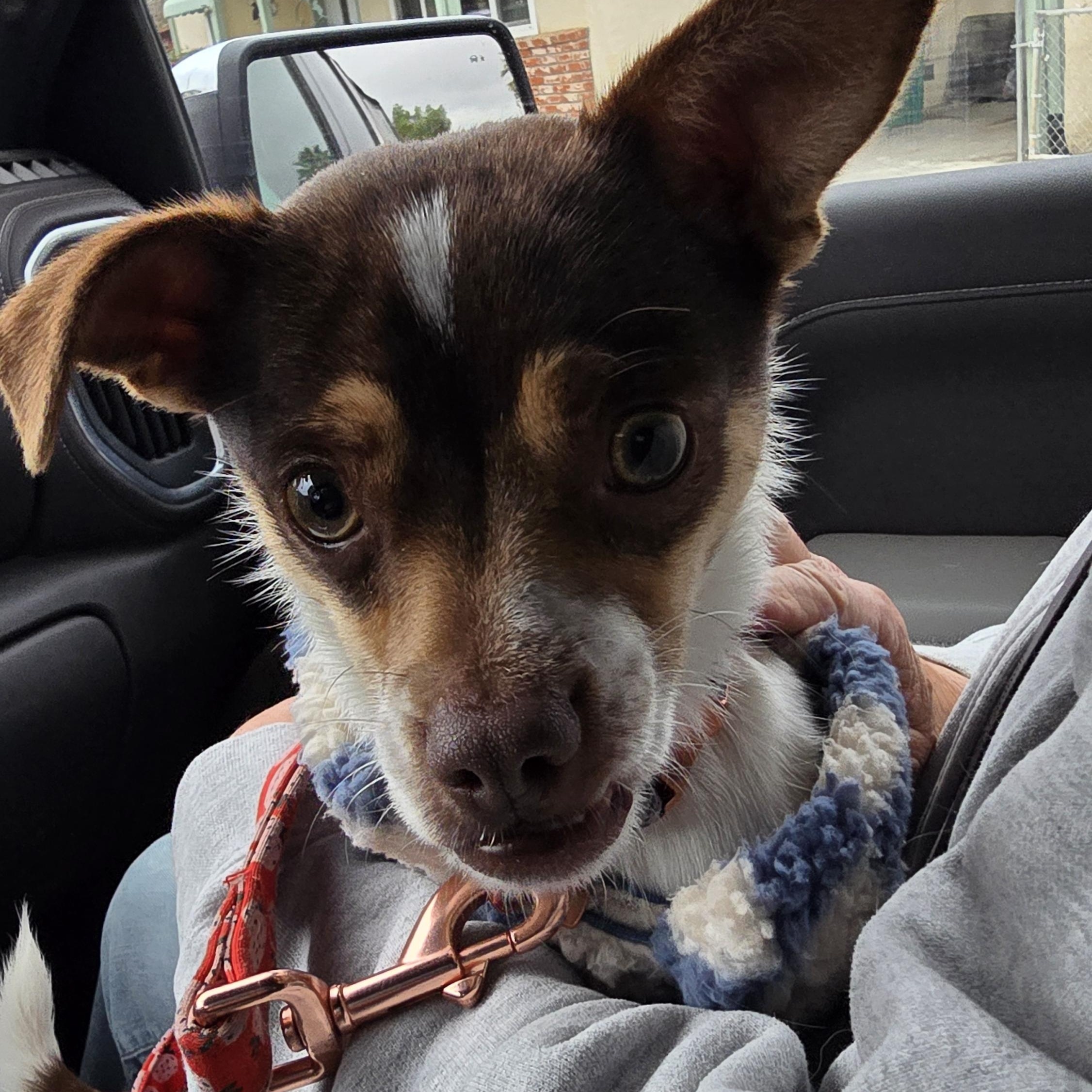 Enlarge Chico, a ADOPTABLE mixed breed in Tracy, CA image 5/5