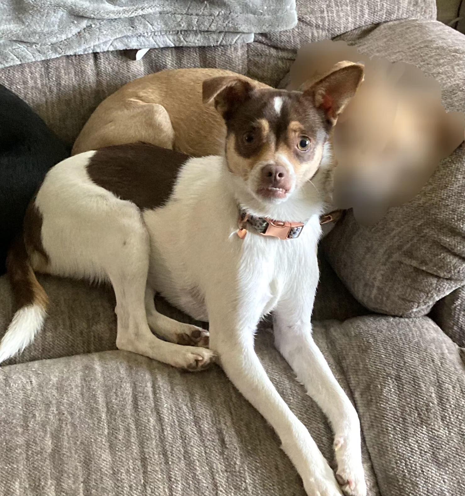 Enlarge Chico, a ADOPTABLE mixed breed in Tracy, CA image 1/5