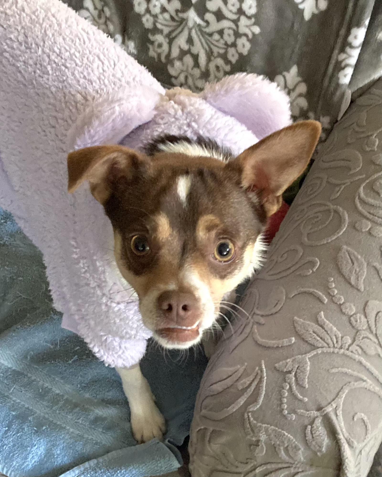 Chico, ADOPTABLE, Young Male Rat Terrier & Chihuahua.