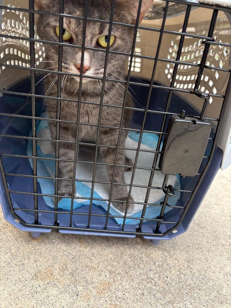 Cami, Adoptable, Adult Female Domestic Short Hair.