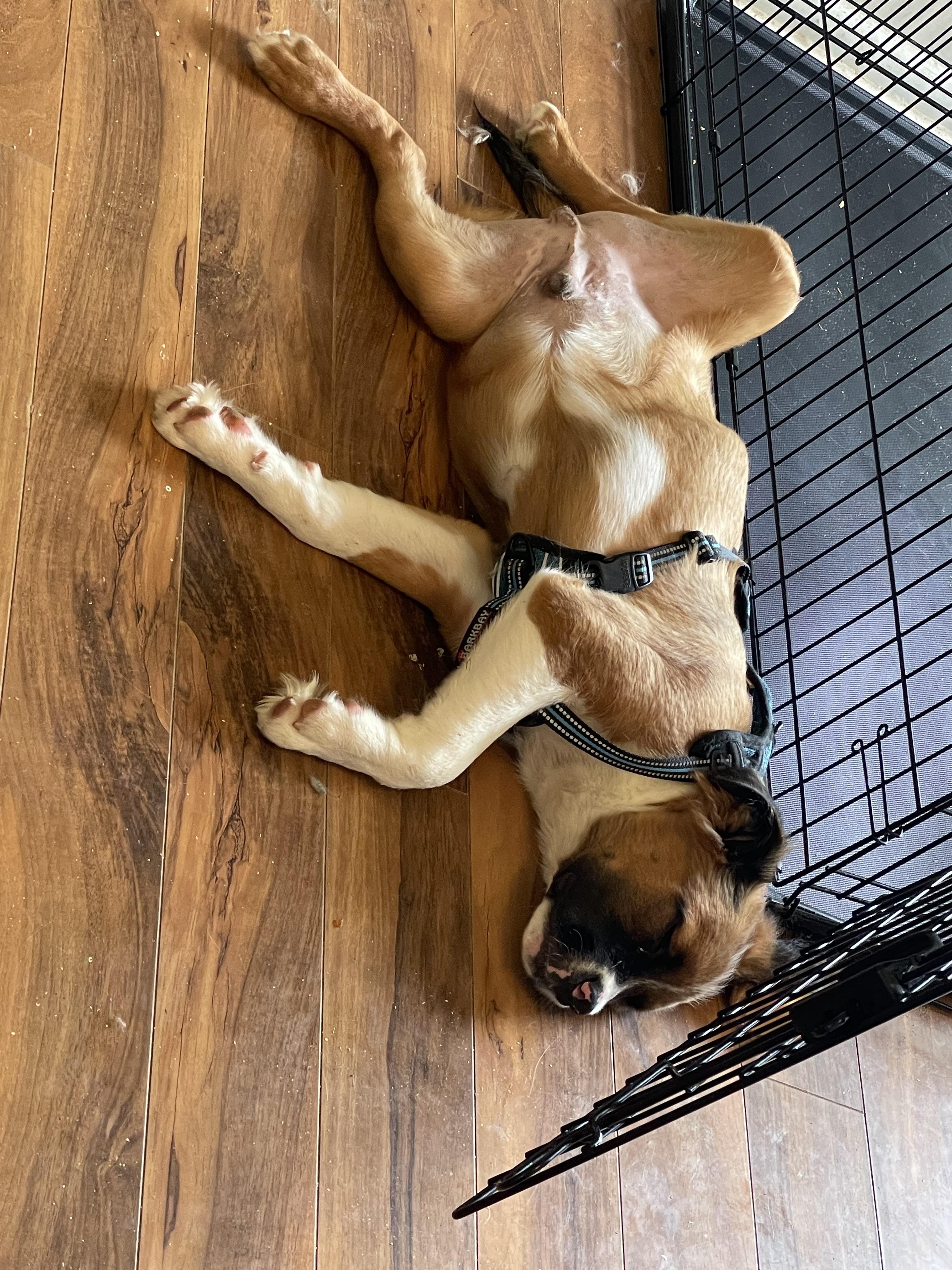 Thomas Sullivan “ Sully”, Adopted, Young Male Shepherd & American Bully.