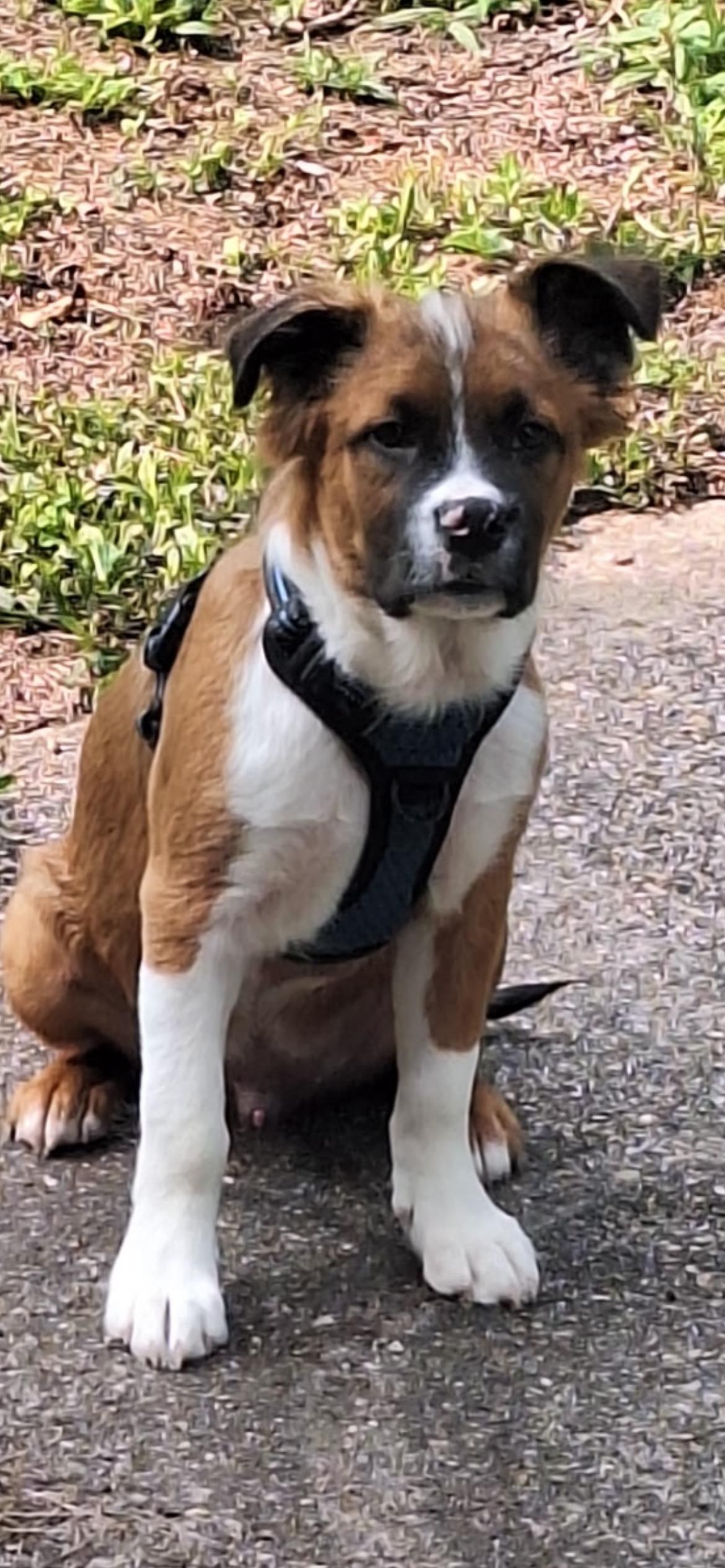 Thomas Sullivan “ Sully”, a Adopted mixed breed in Fayetteville, NC image 2/6