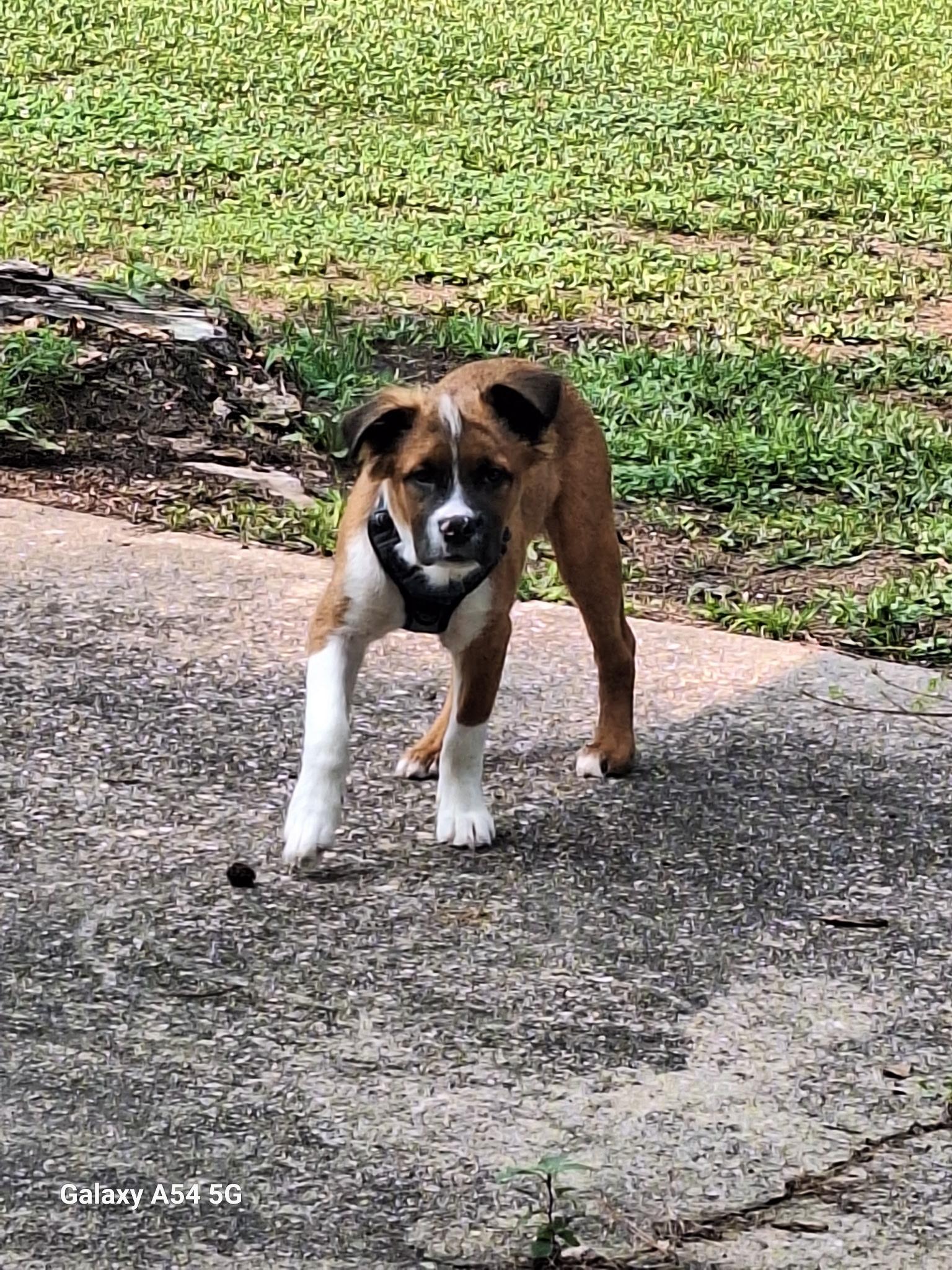 Thomas Sullivan “ Sully”, a Adopted mixed breed in Fayetteville, NC image 3/6