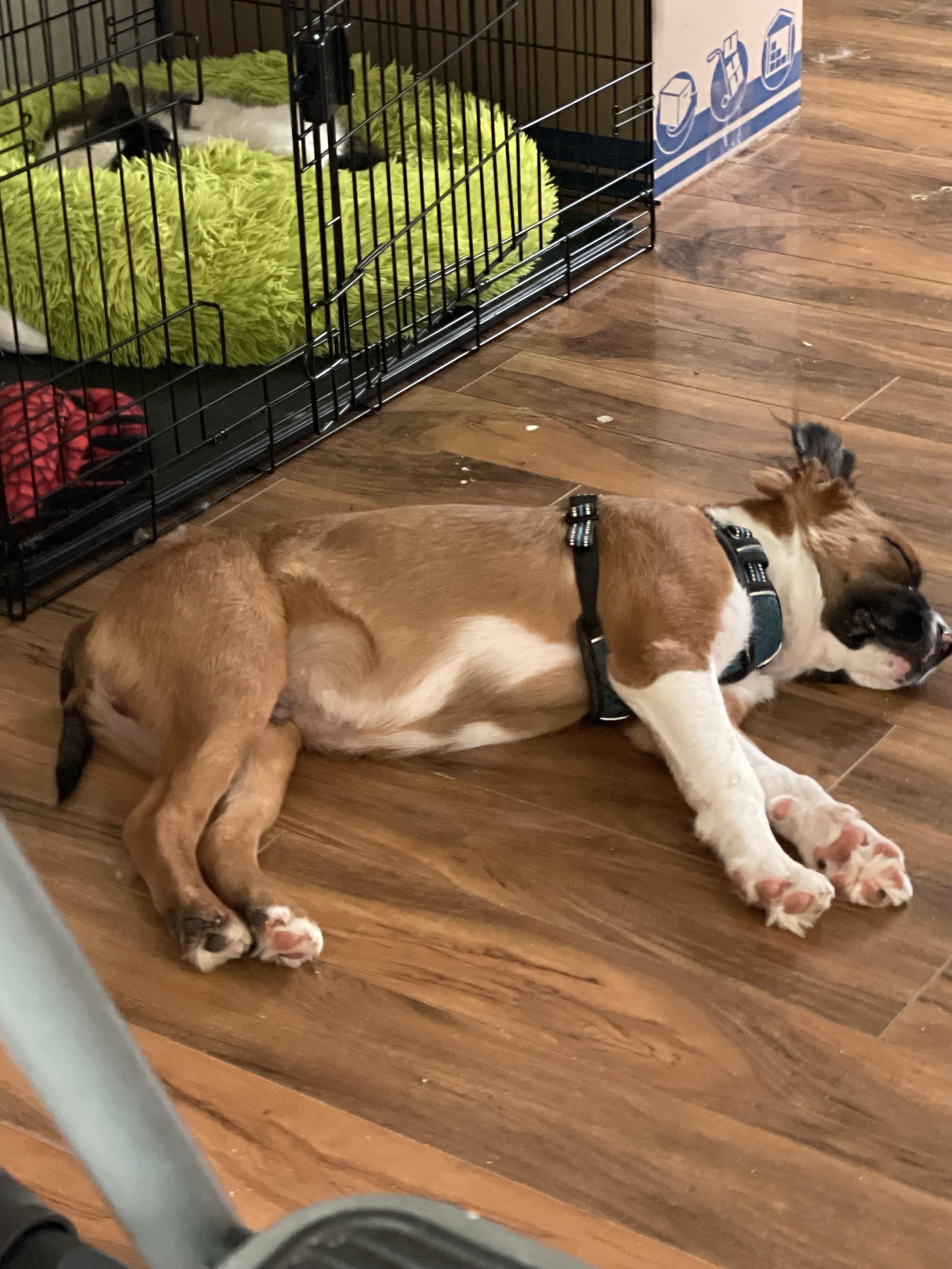 Thomas Sullivan “ Sully”, a Adopted mixed breed in Fayetteville, NC image 4/6