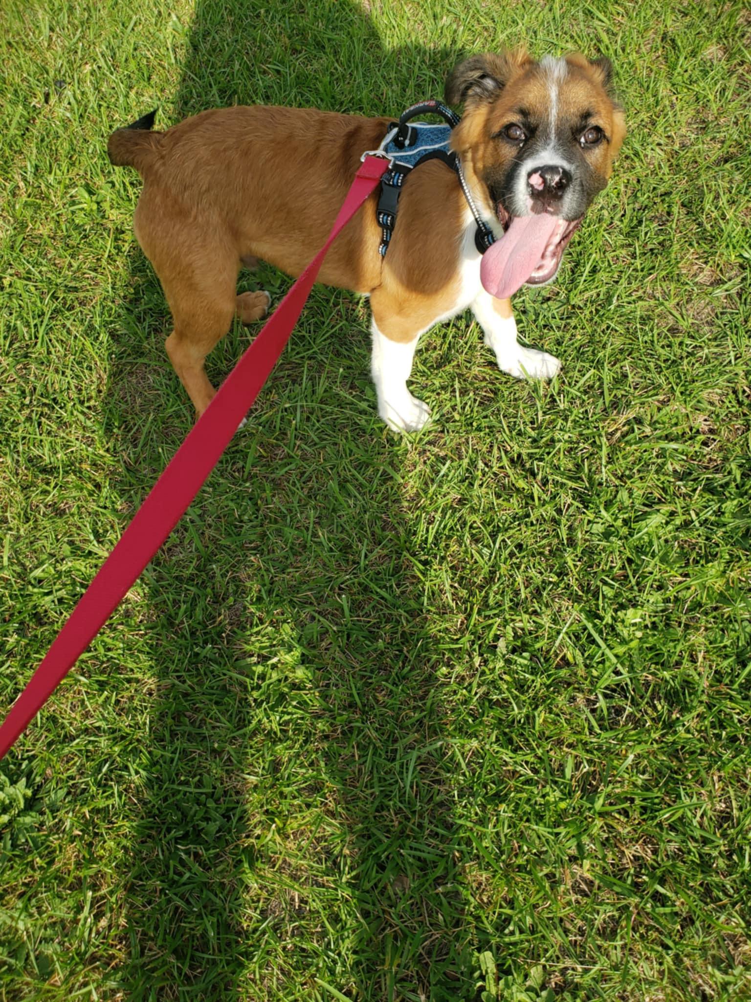 Thomas Sullivan “ Sully”, a Adopted mixed breed in Fayetteville, NC image 5/6