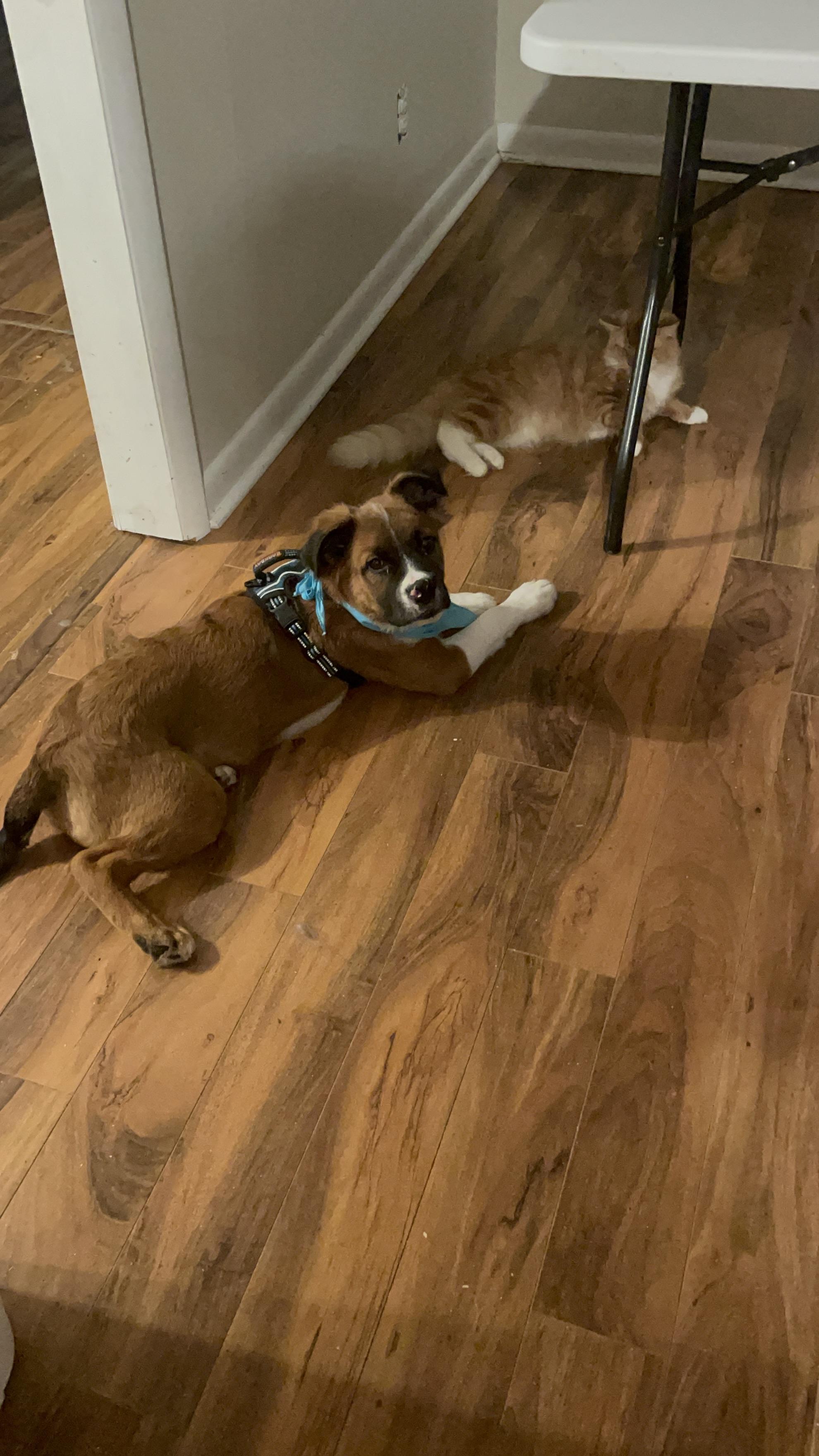 Thomas Sullivan “ Sully”, a Adopted mixed breed in Fayetteville, NC image 6/6