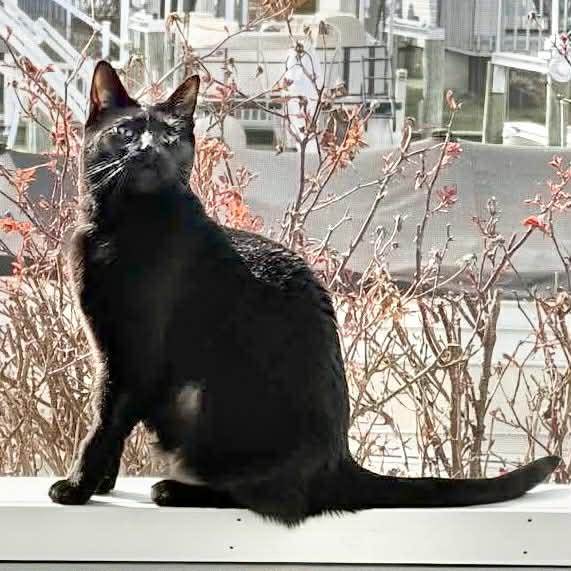 Enlarge Michela, a ADOPTABLE Domestic Short Hair in Warren, NJ image 4/4