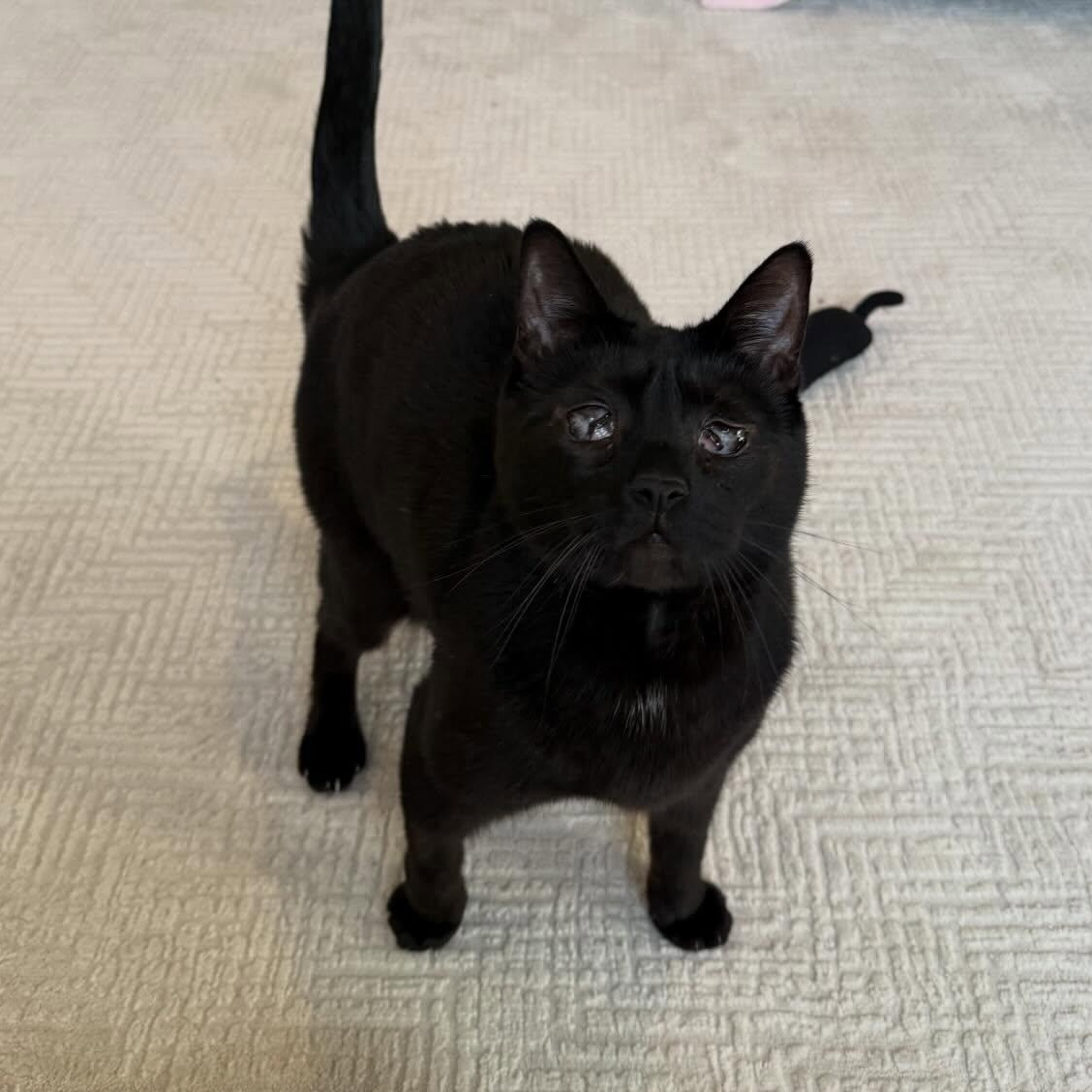 Enlarge Michela, a ADOPTABLE Domestic Short Hair in Warren, NJ image 1/4