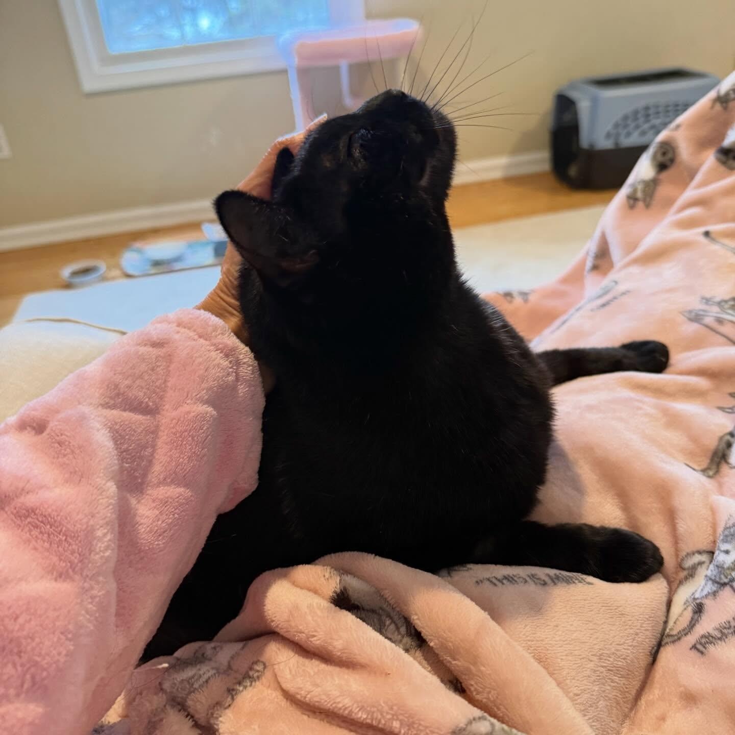 Enlarge Michela, a ADOPTABLE Domestic Short Hair in Warren, NJ image 2/4