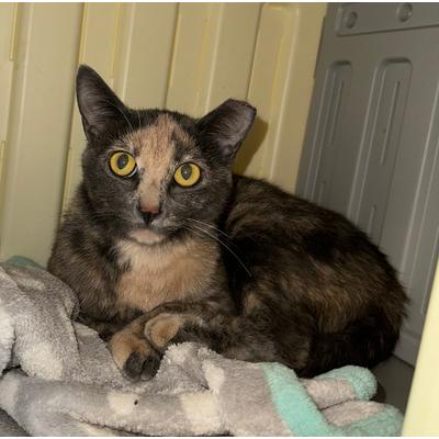 Matilda, an adoption pending Dilute Tortoiseshell in Richland, MI image 1/4