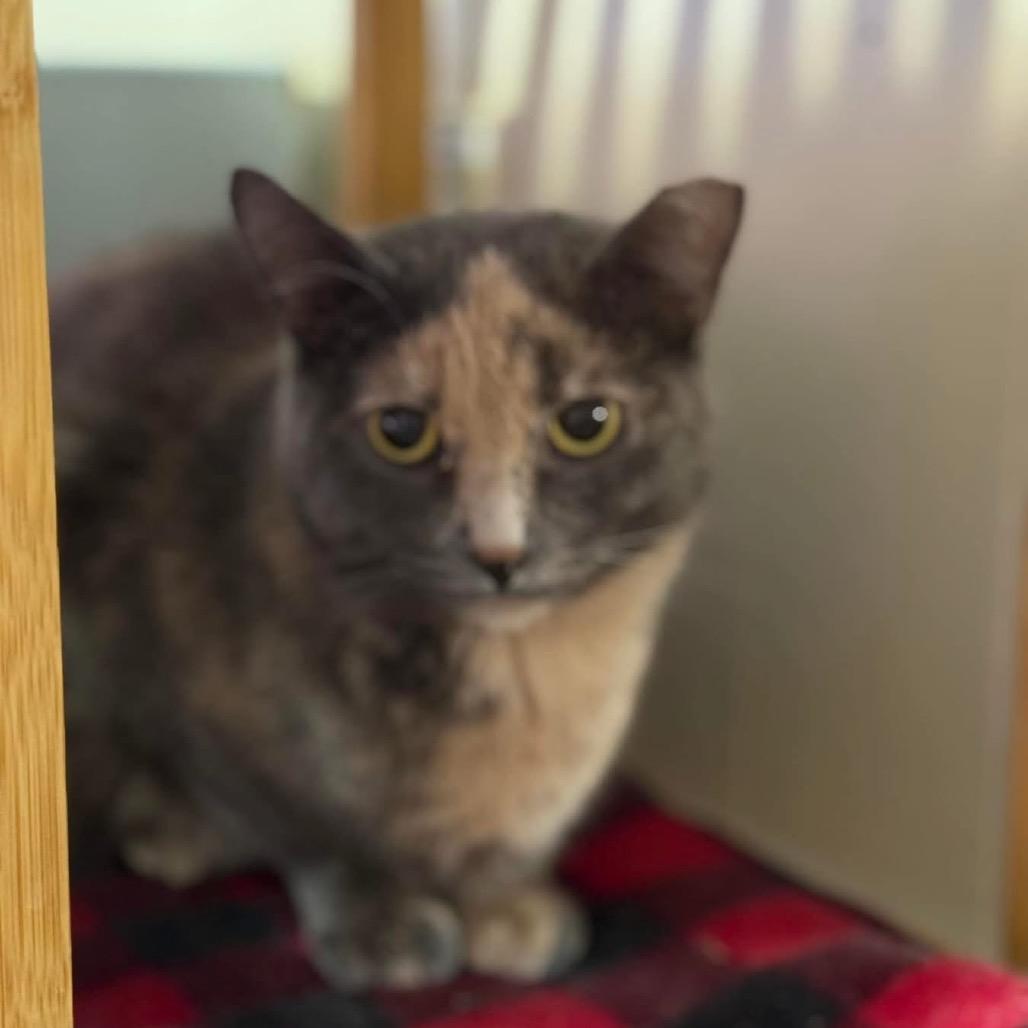Matilda, an adoption pending Dilute Tortoiseshell in Richland, MI image 2/4