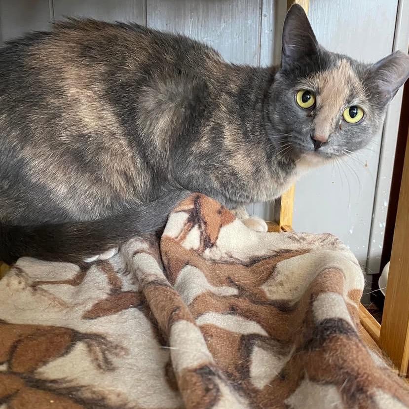 Matilda, an adoption pending Dilute Tortoiseshell in Richland, MI image 3/4