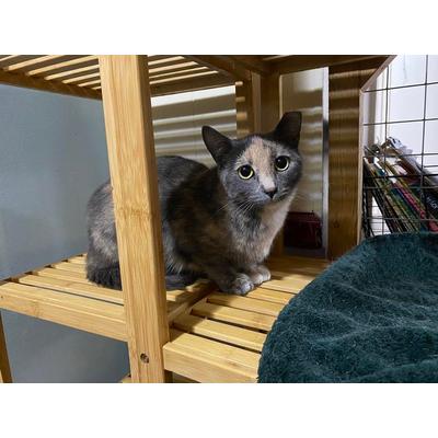 Matilda, Adoptable, Adult Female Dilute Tortoiseshell.