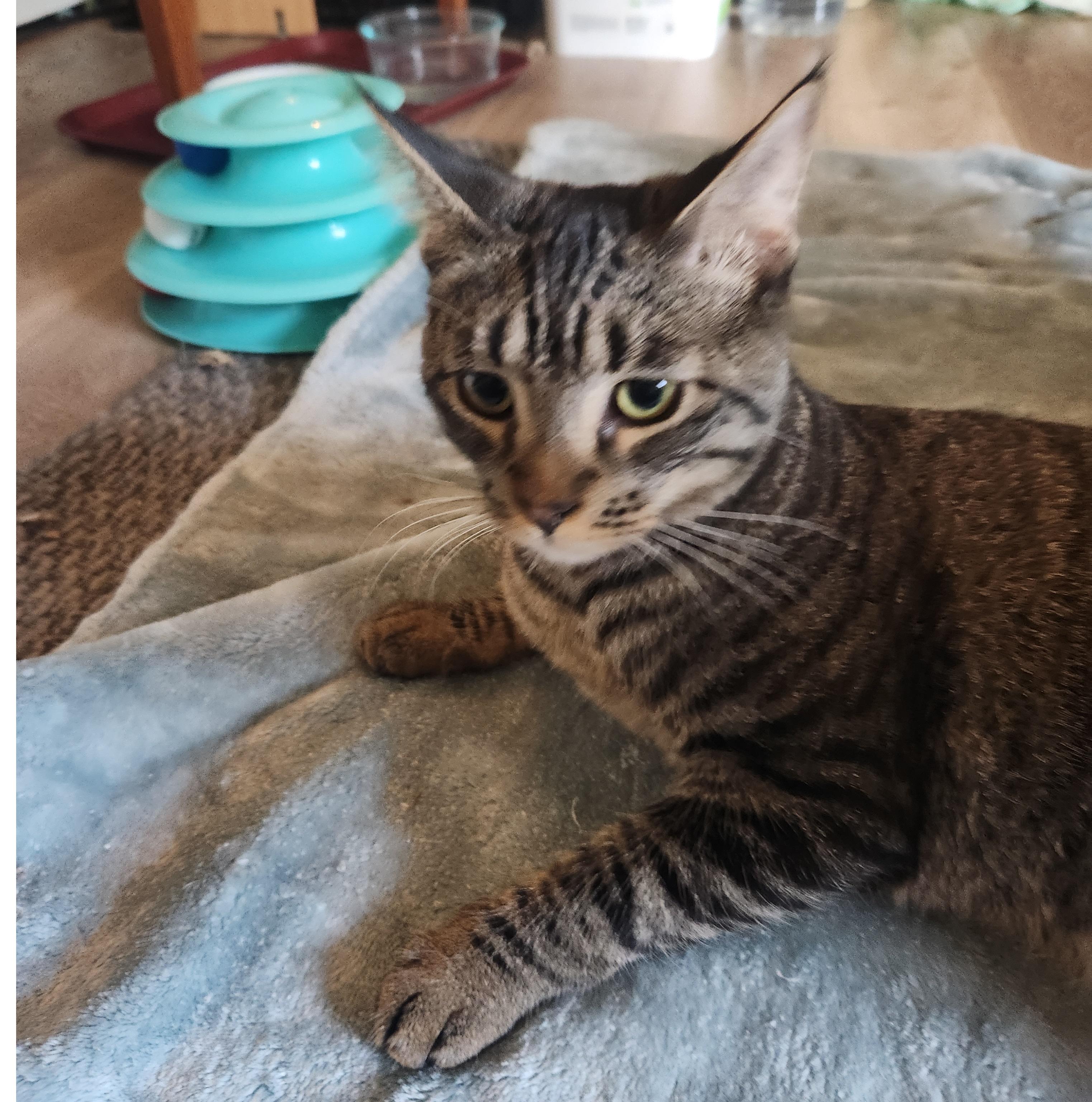Pedro, a Adoptable Domestic Short Hair in Westminster, CA image 4/4