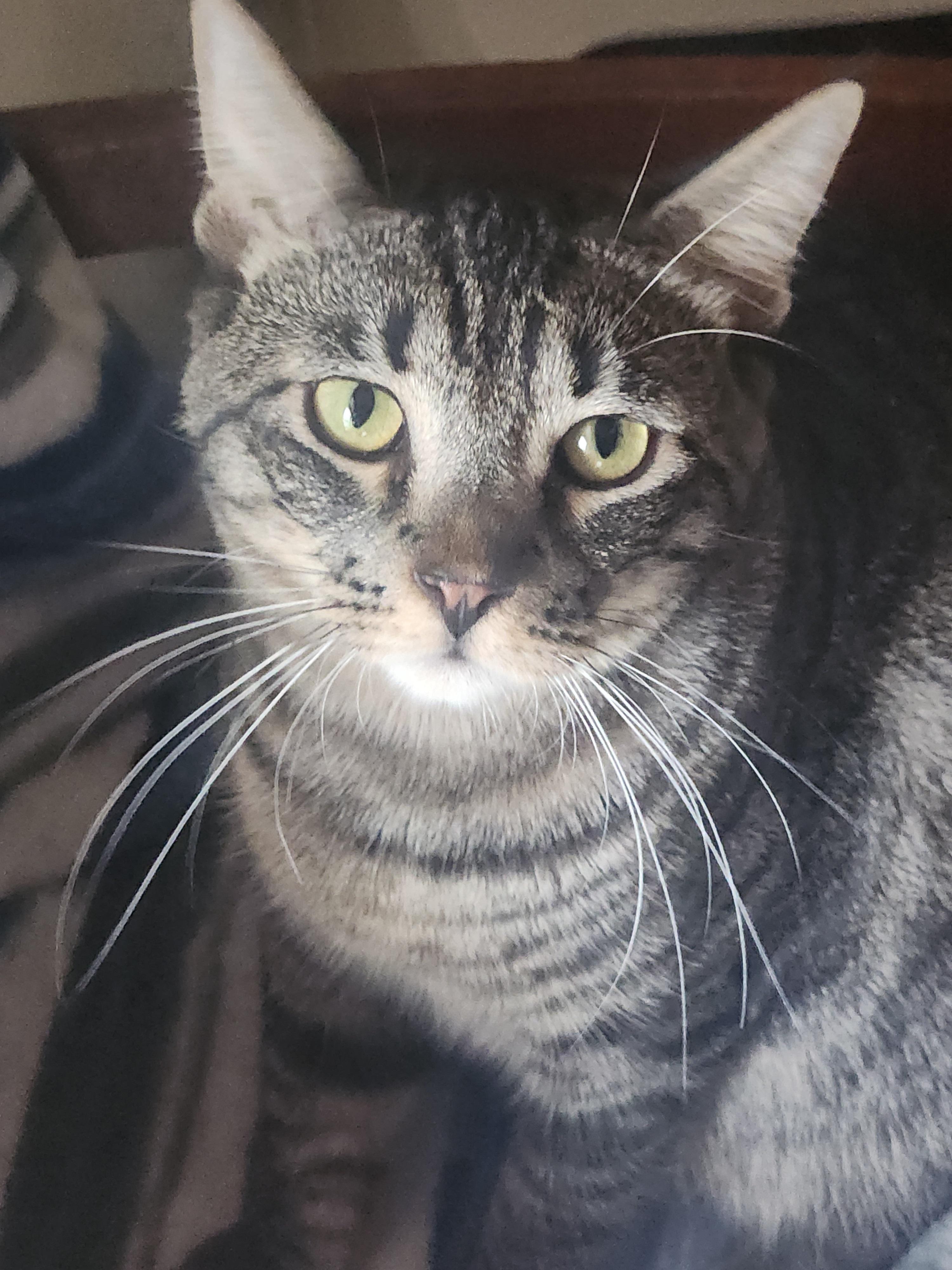 Pedro, a Adoptable Domestic Short Hair in Westminster, CA image 1/4