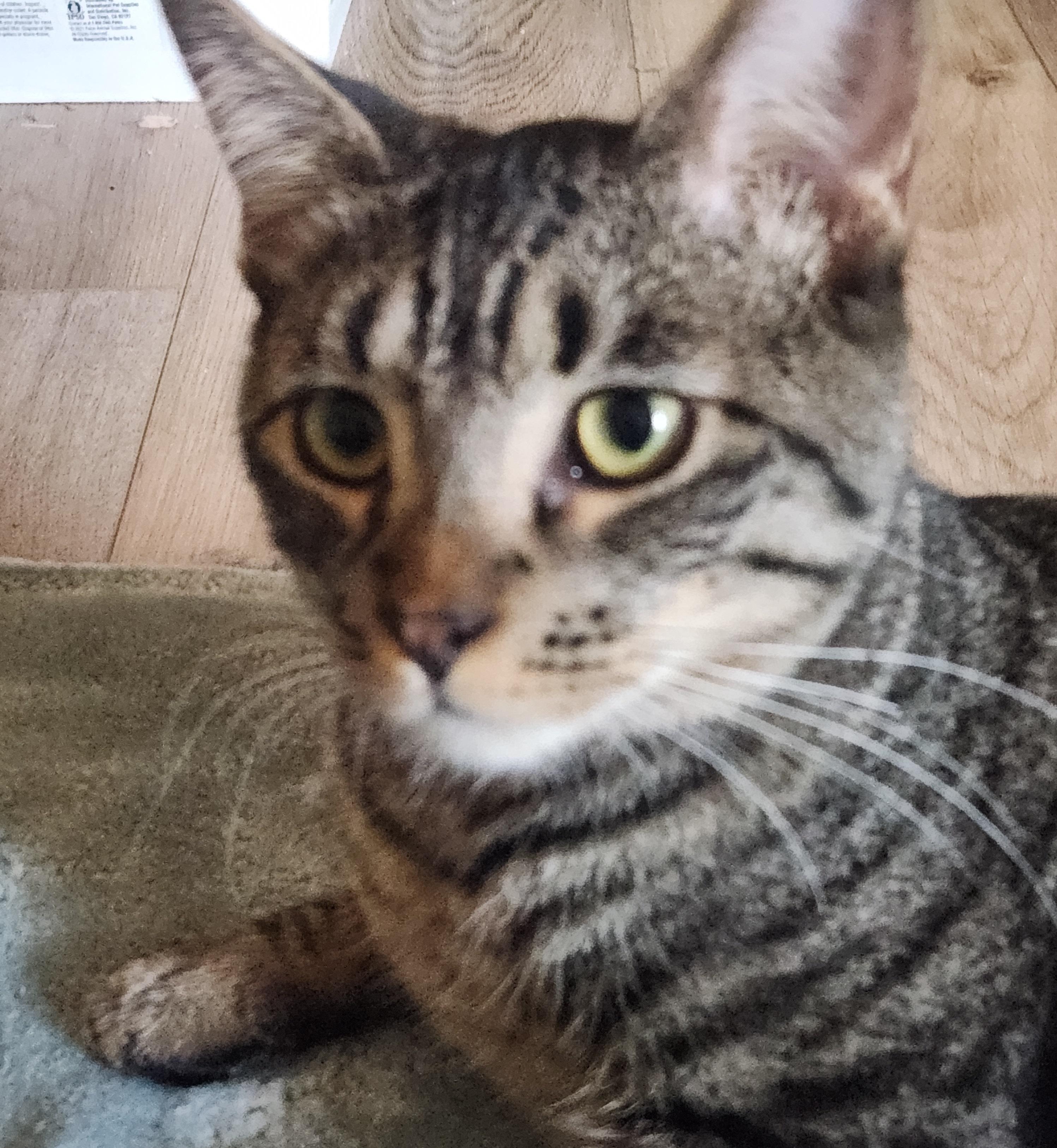 Pedro, a Adoptable Domestic Short Hair in Westminster, CA image 3/4