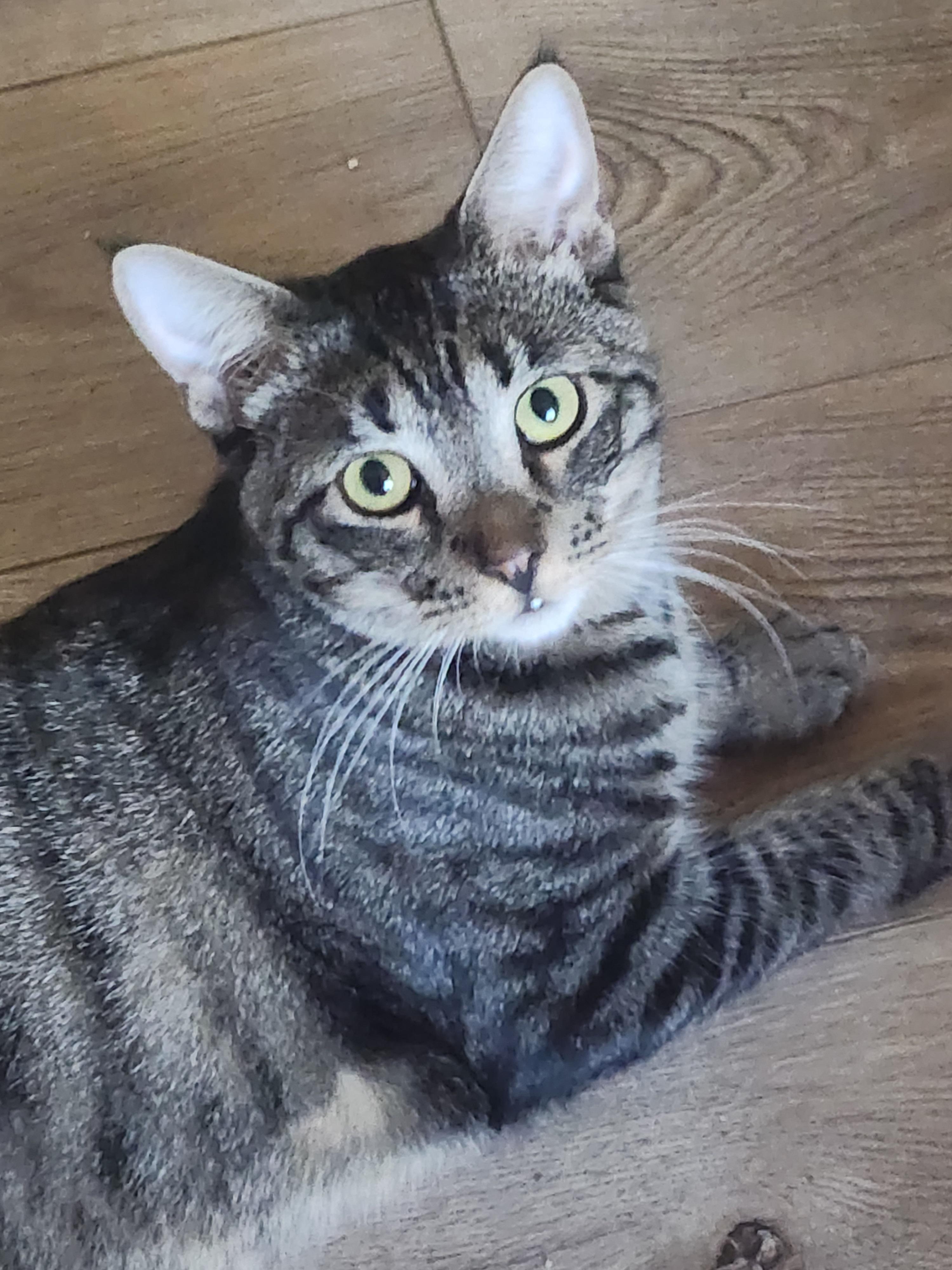 Pedro, a Adoptable Domestic Short Hair in Westminster, CA image 2/4