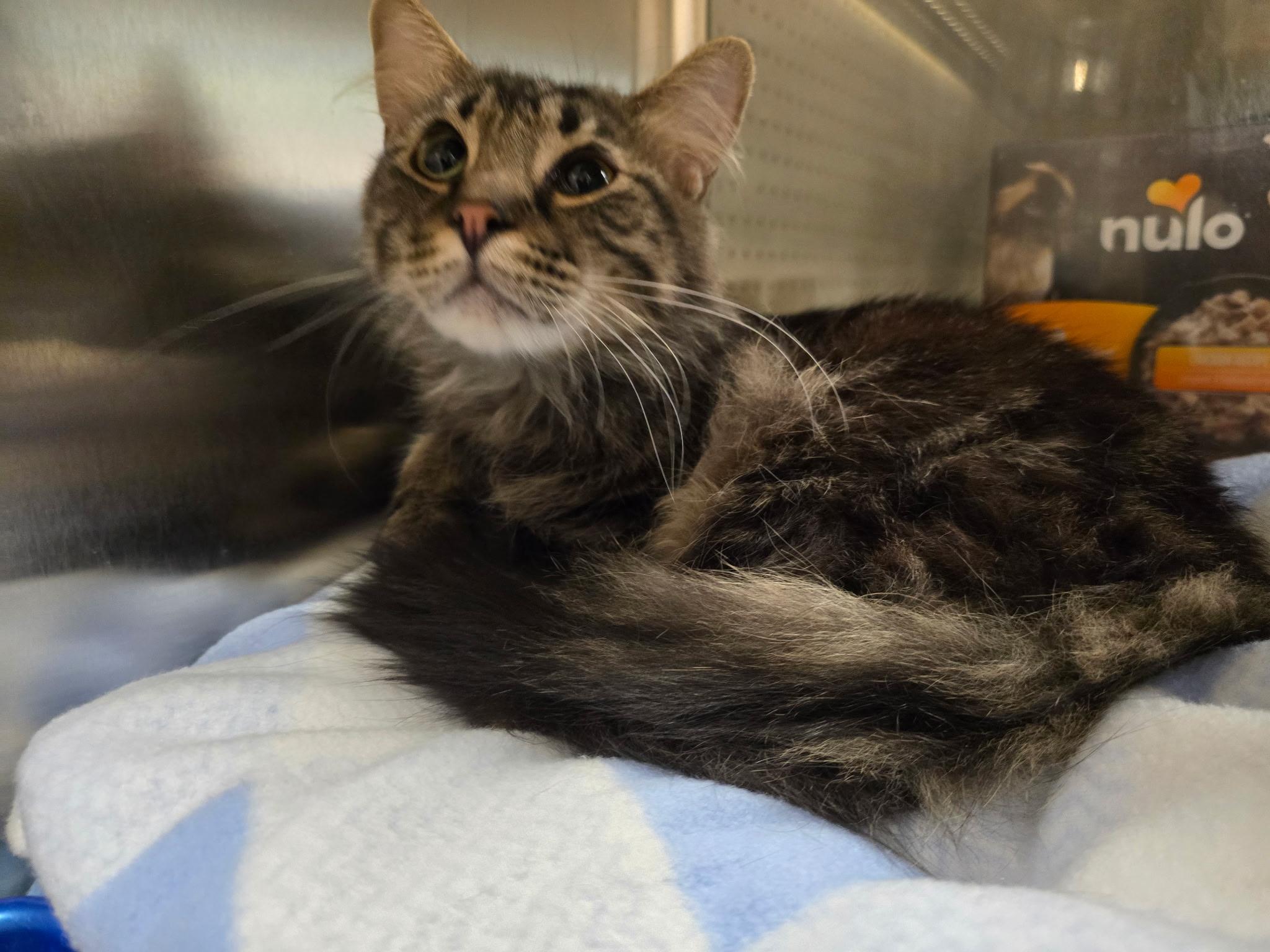 Enlarge Smith, a ADOPTABLE Domestic Medium Hair in Highland, IN image 3/5