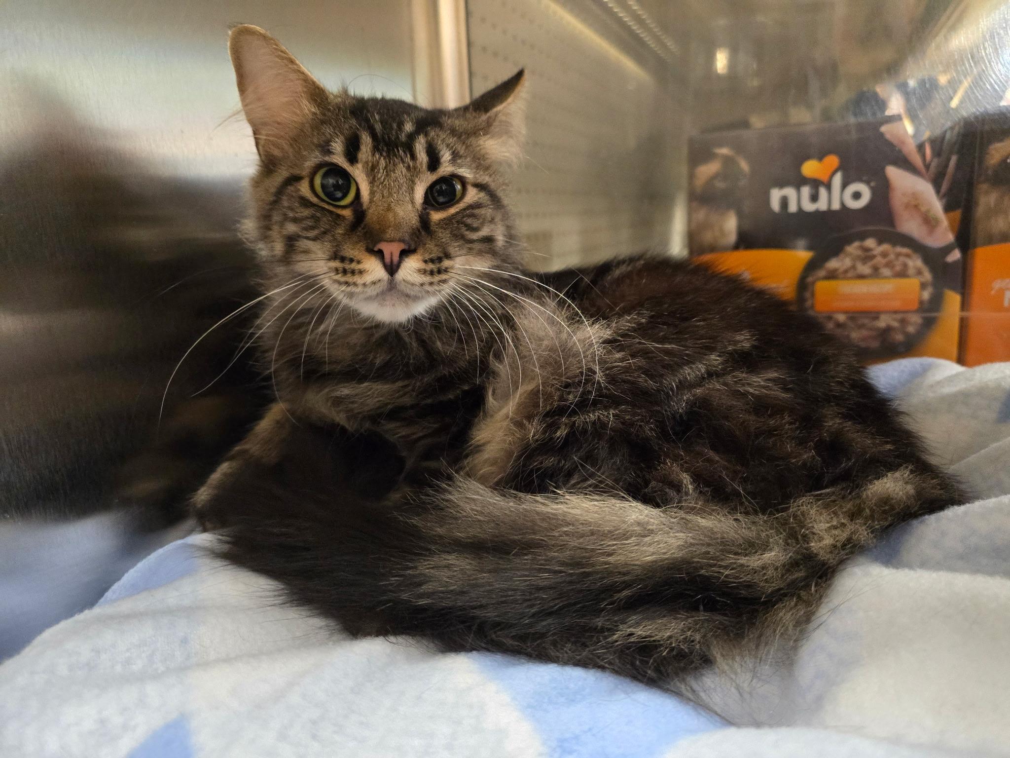 Smith, ADOPTABLE, Adult Male Domestic Medium Hair.
