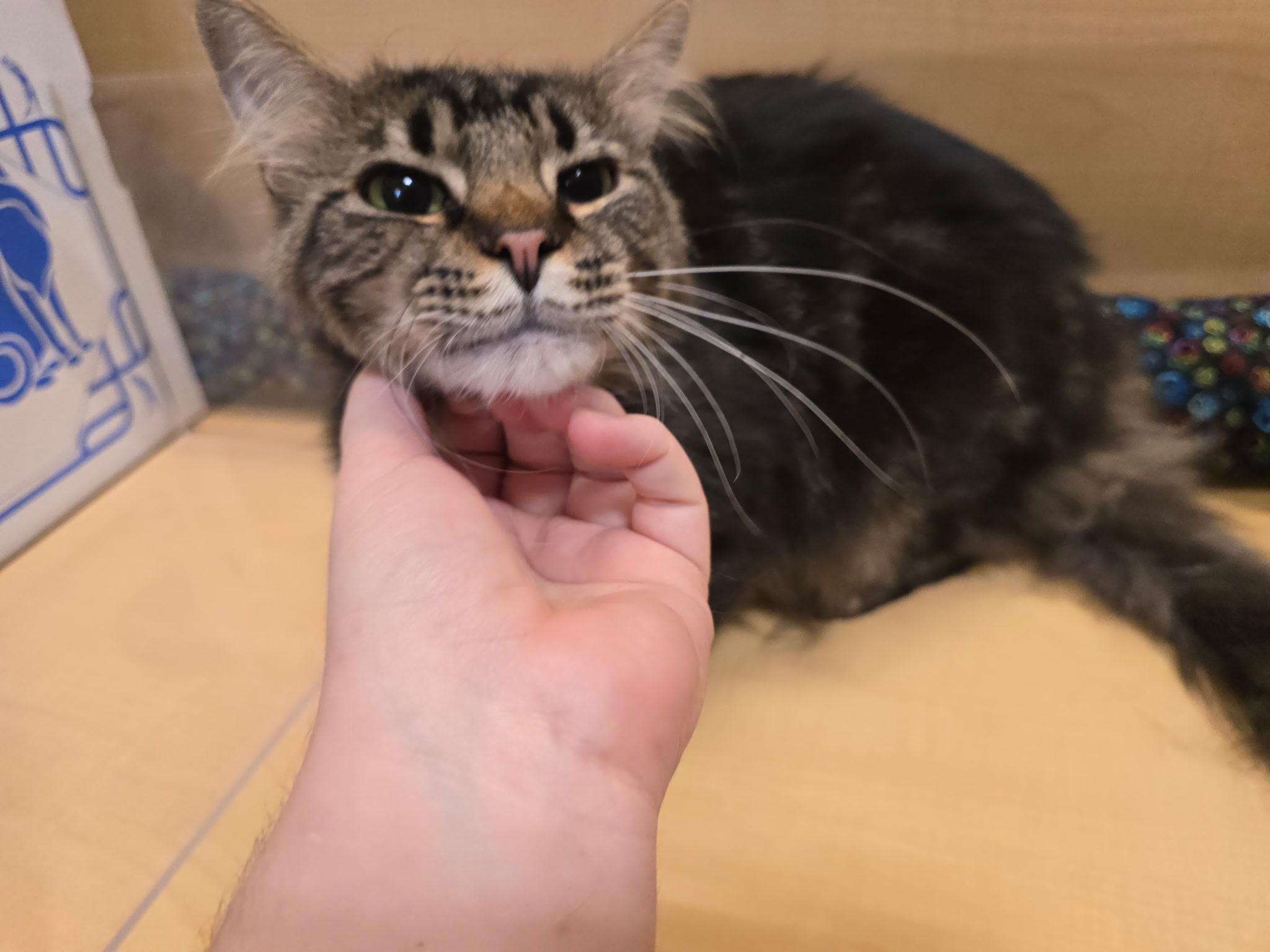 Enlarge Smith, a ADOPTABLE Domestic Medium Hair in Highland, IN image 4/5