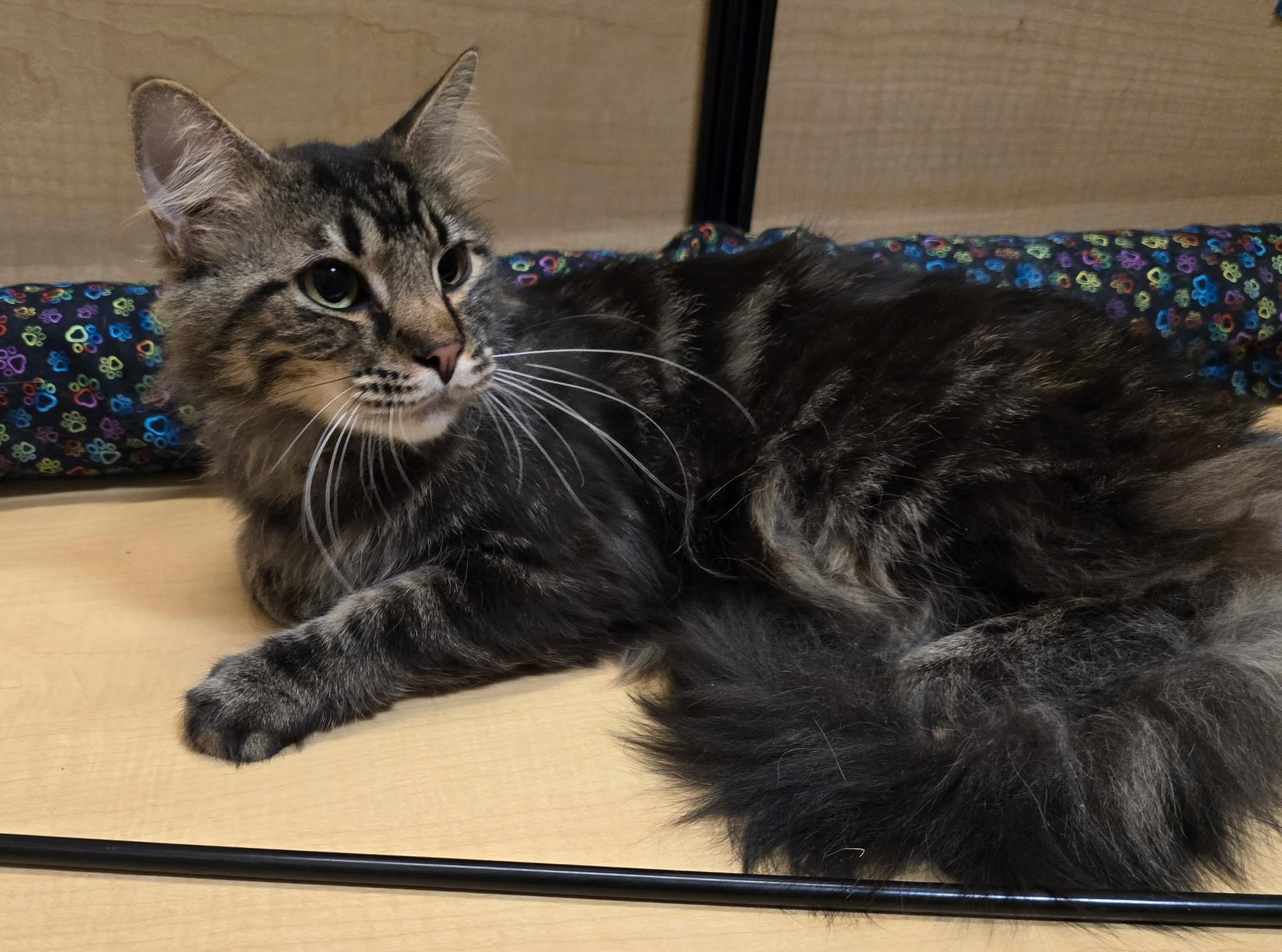 Enlarge Smith, a ADOPTABLE Domestic Medium Hair in Highland, IN image 5/5