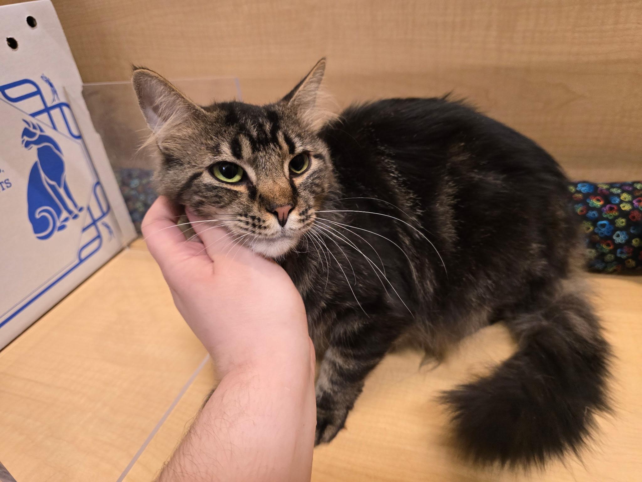 Enlarge Smith, a ADOPTABLE Domestic Medium Hair in Highland, IN image 2/5